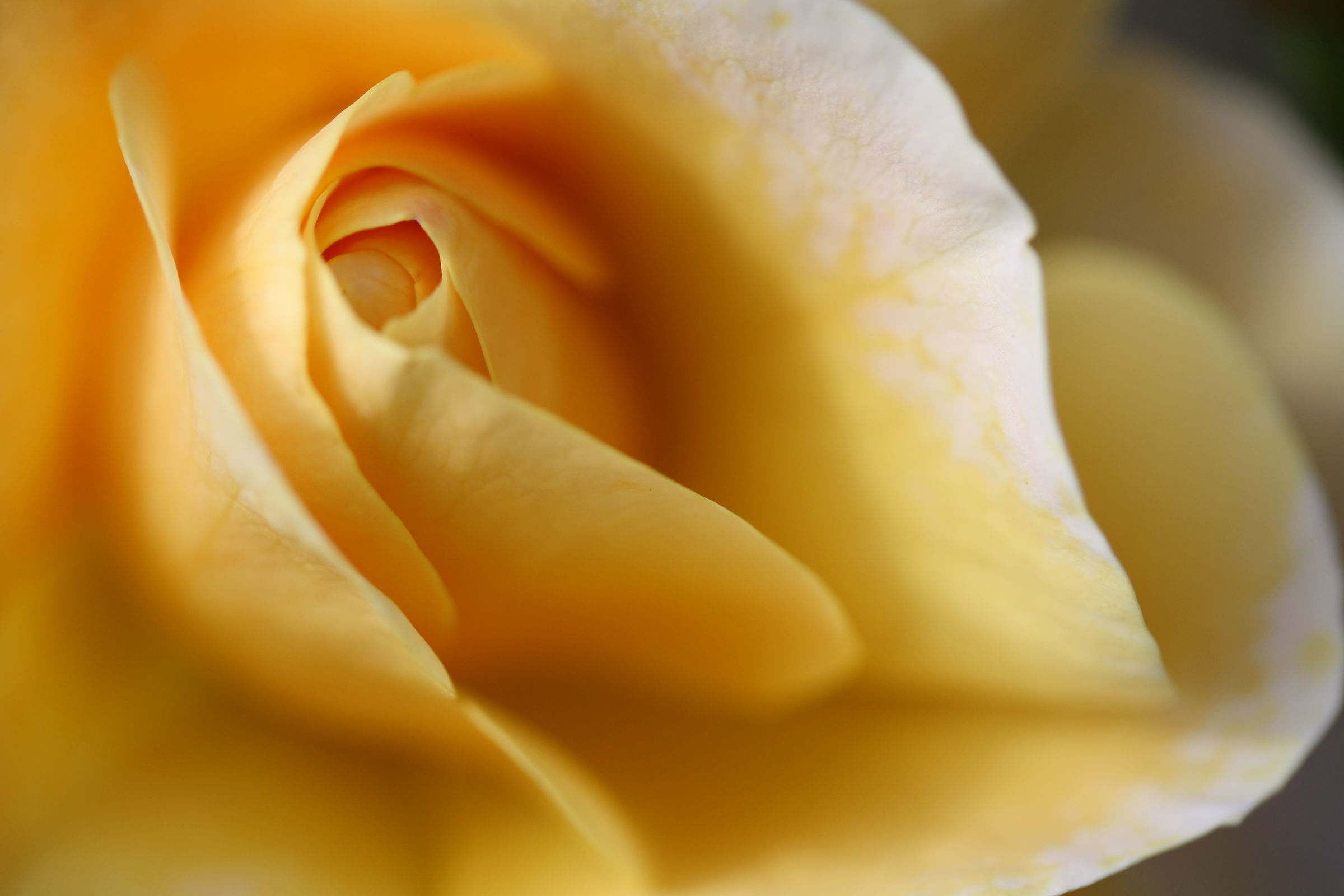 Yellow rose petals close-up.