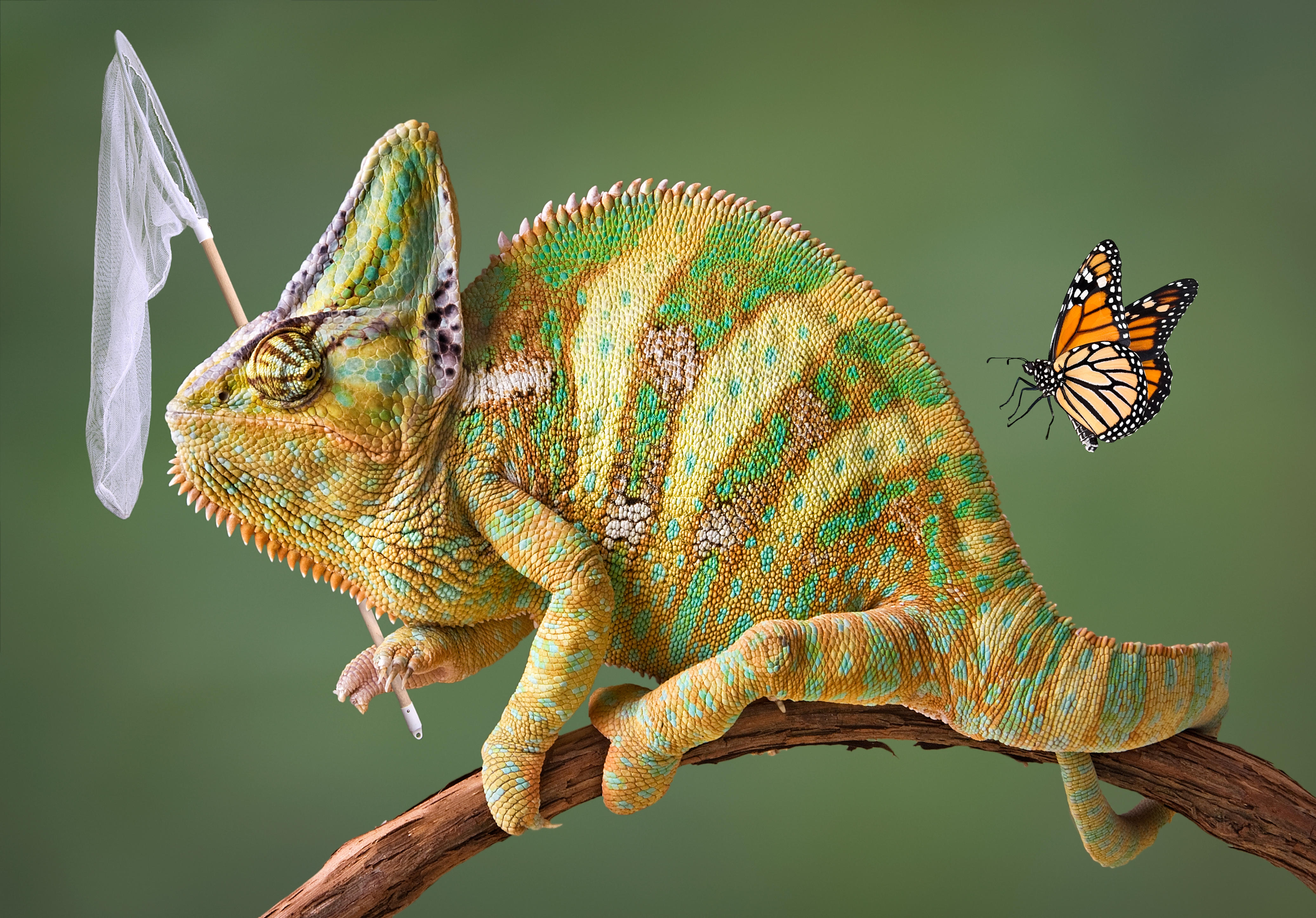 Wallpapers chameleon net butterfly on the desktop