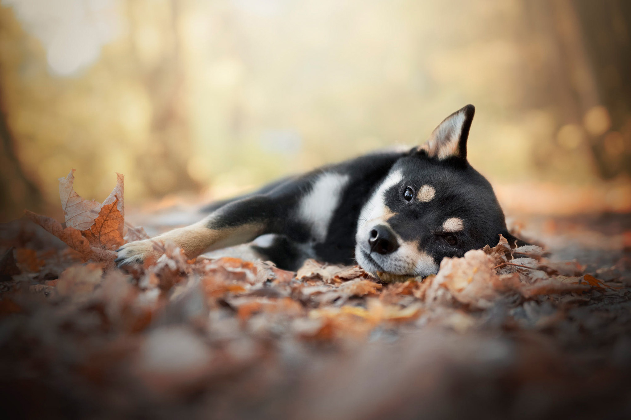 免费照片柴犬zagrustil