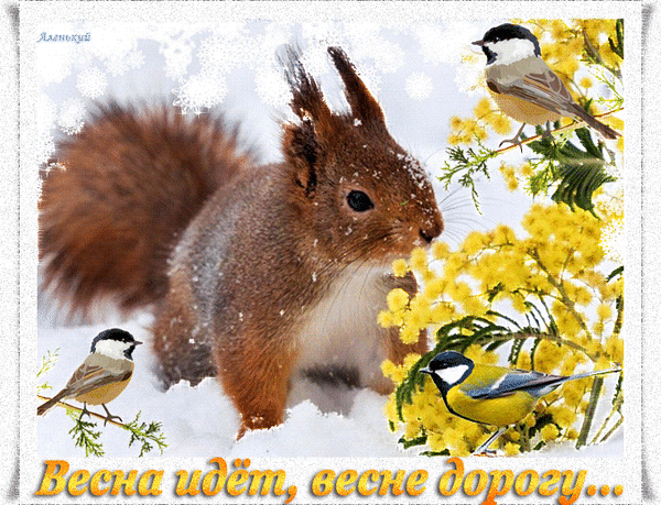 主题为松鼠 动物 鲜花的明信片免费下载