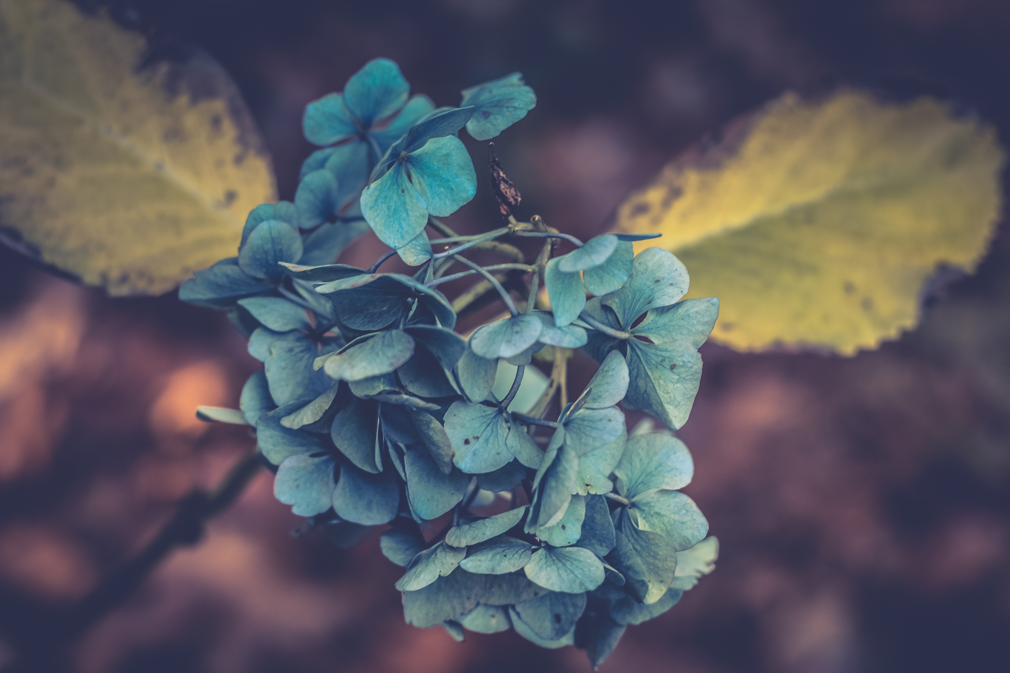 桌面上的壁纸木材 自然 分支机构