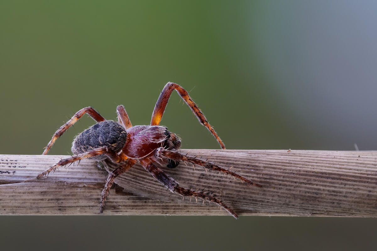 Пауки карелии с названиями и фото Пауки карелии с названиями и фото