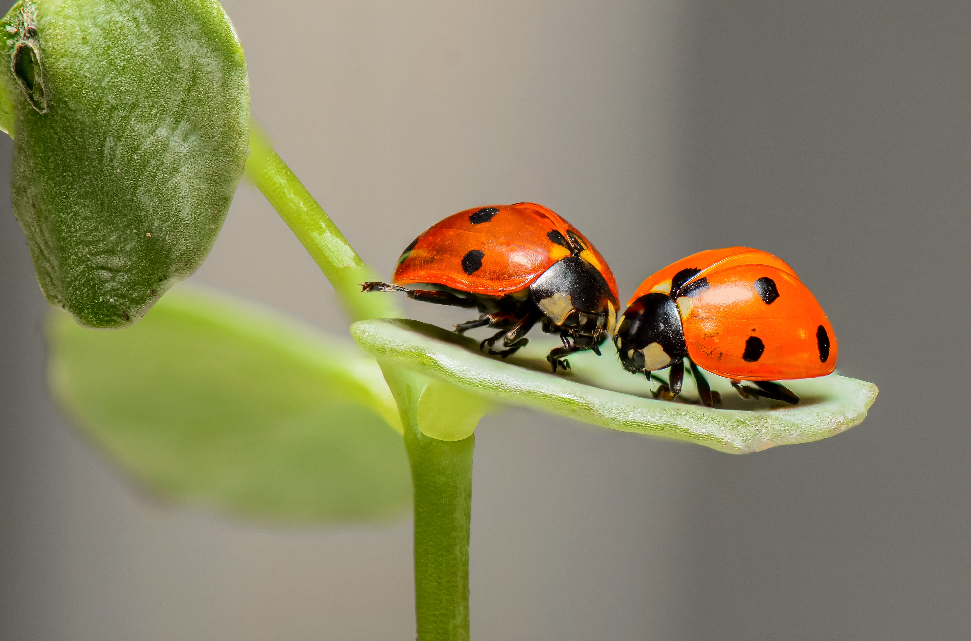 Wallpapers macro photography leaf beetle nature on the desktop