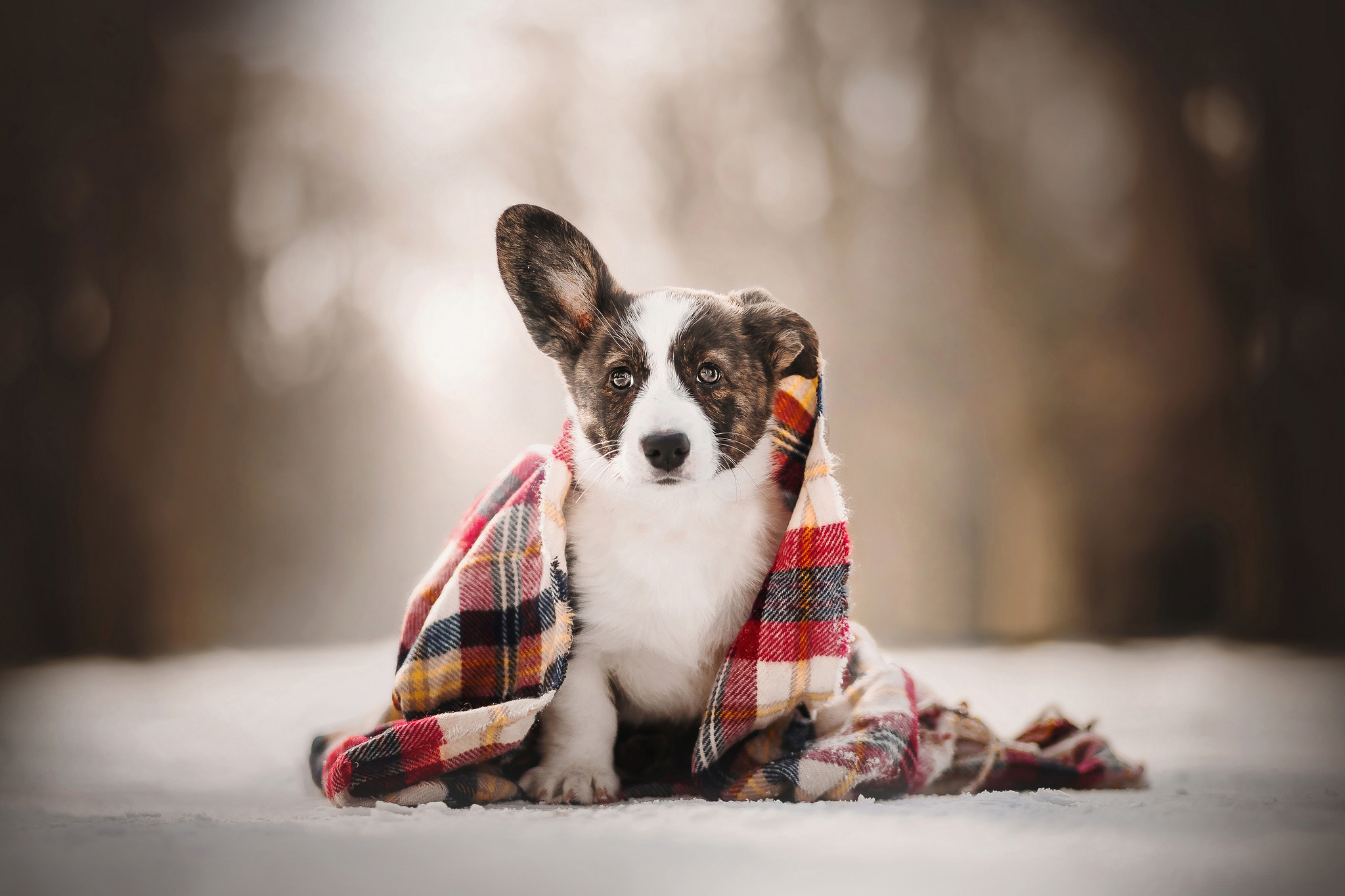 Free photo Puppy, nestled blanket