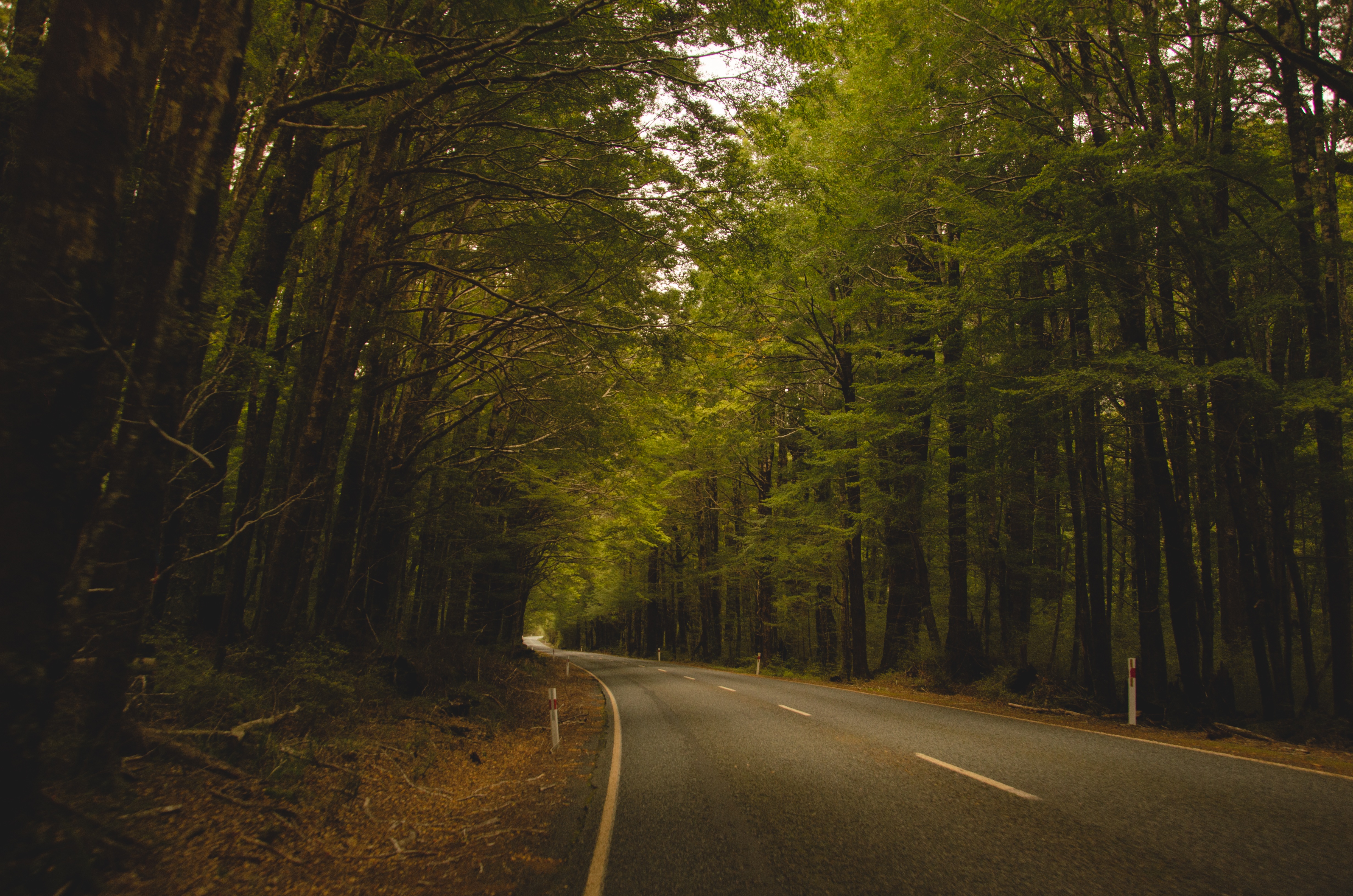 Free photo Road through the summer forest