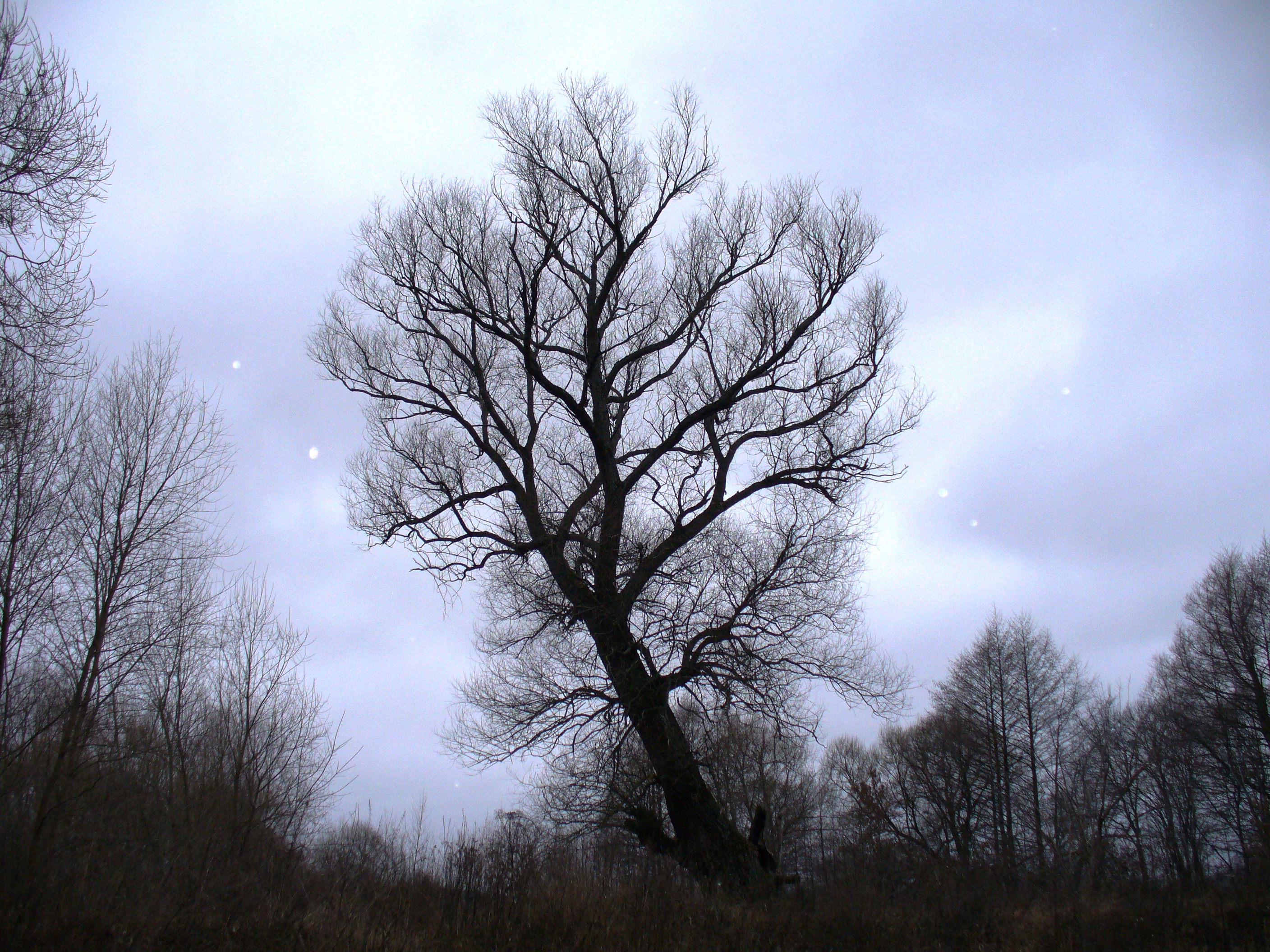 Бесплатное фото Деревья без листьев осенью