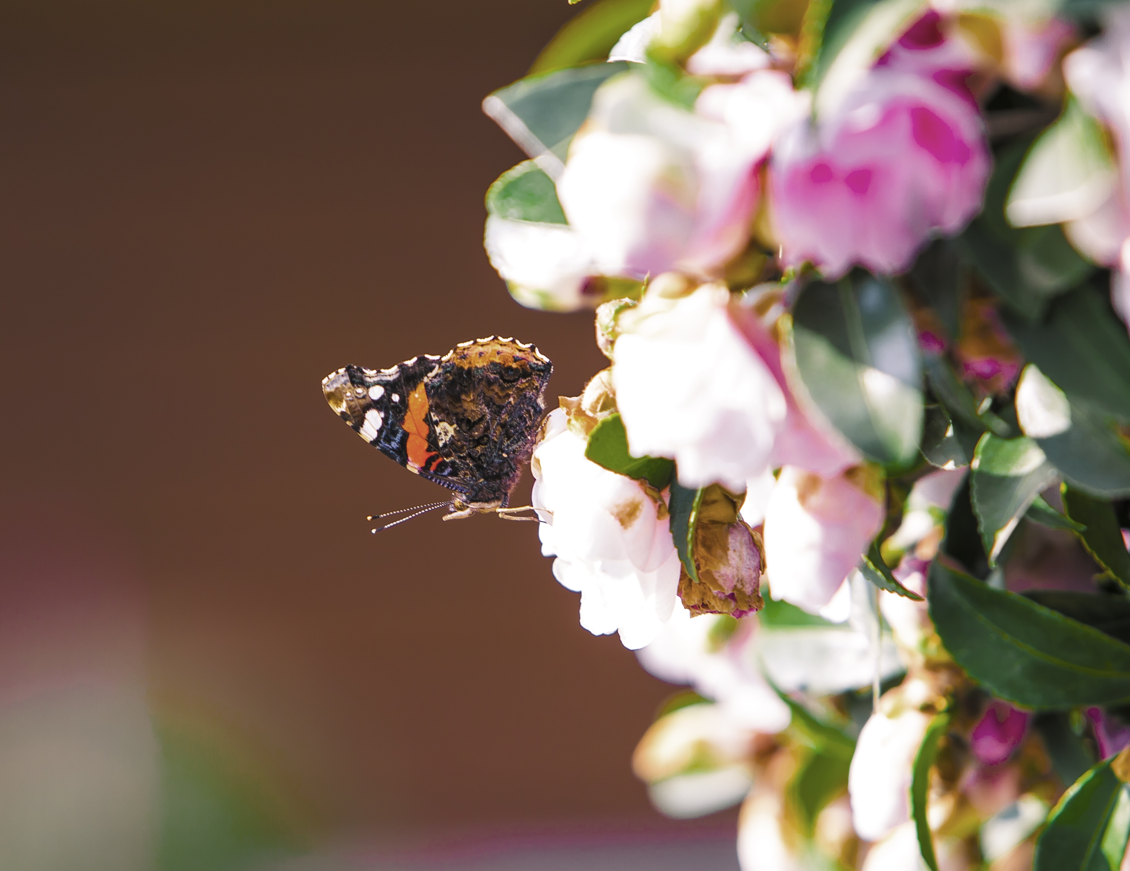 Free photo A butterfly sits on a shrub with flowers.