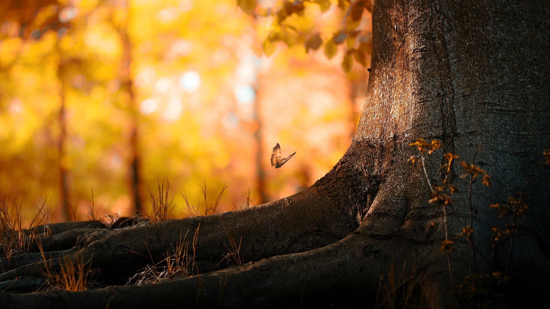 Wallpapers butterfly autumn bokeh on the desktop