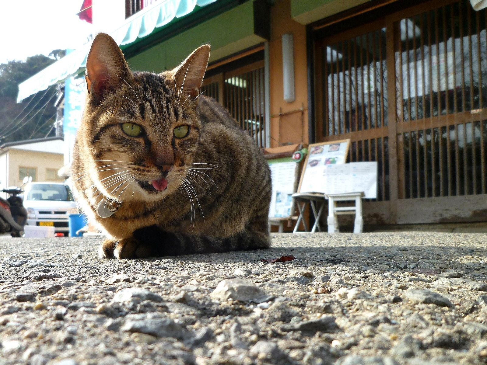 Japanese tabby