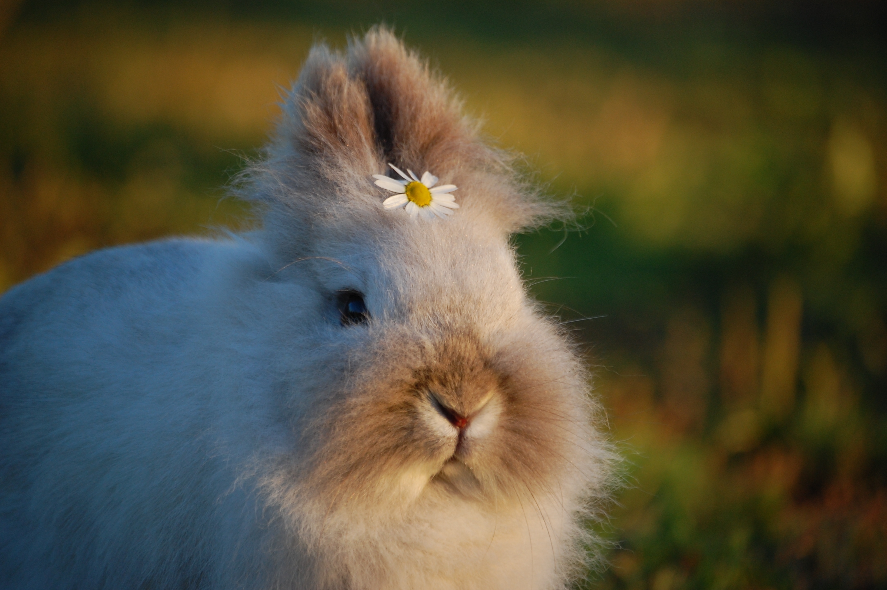 可爱的小兔子，耳朵中间夹着一朵雏菊