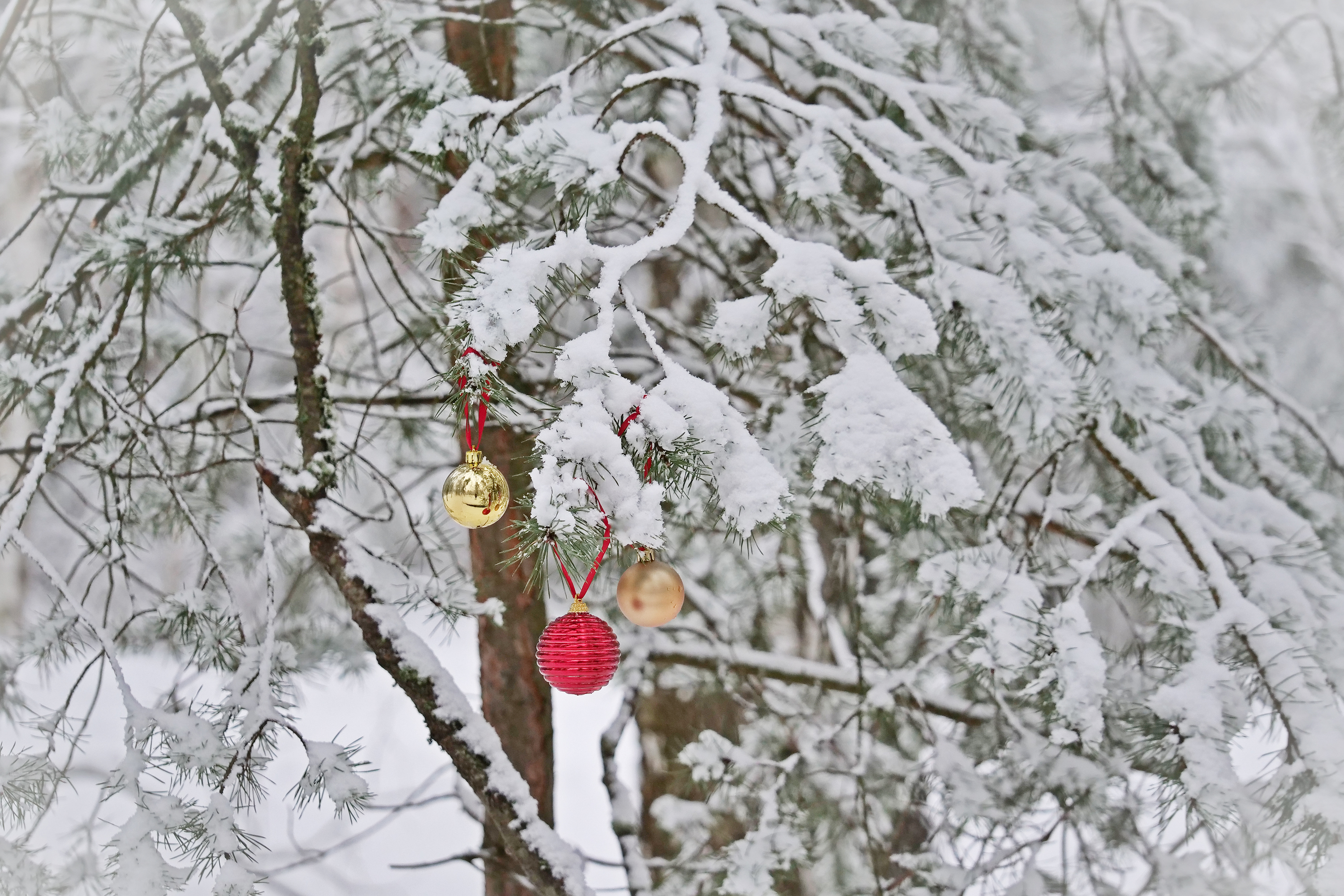 Free photo Toys on the branches of a street tree.