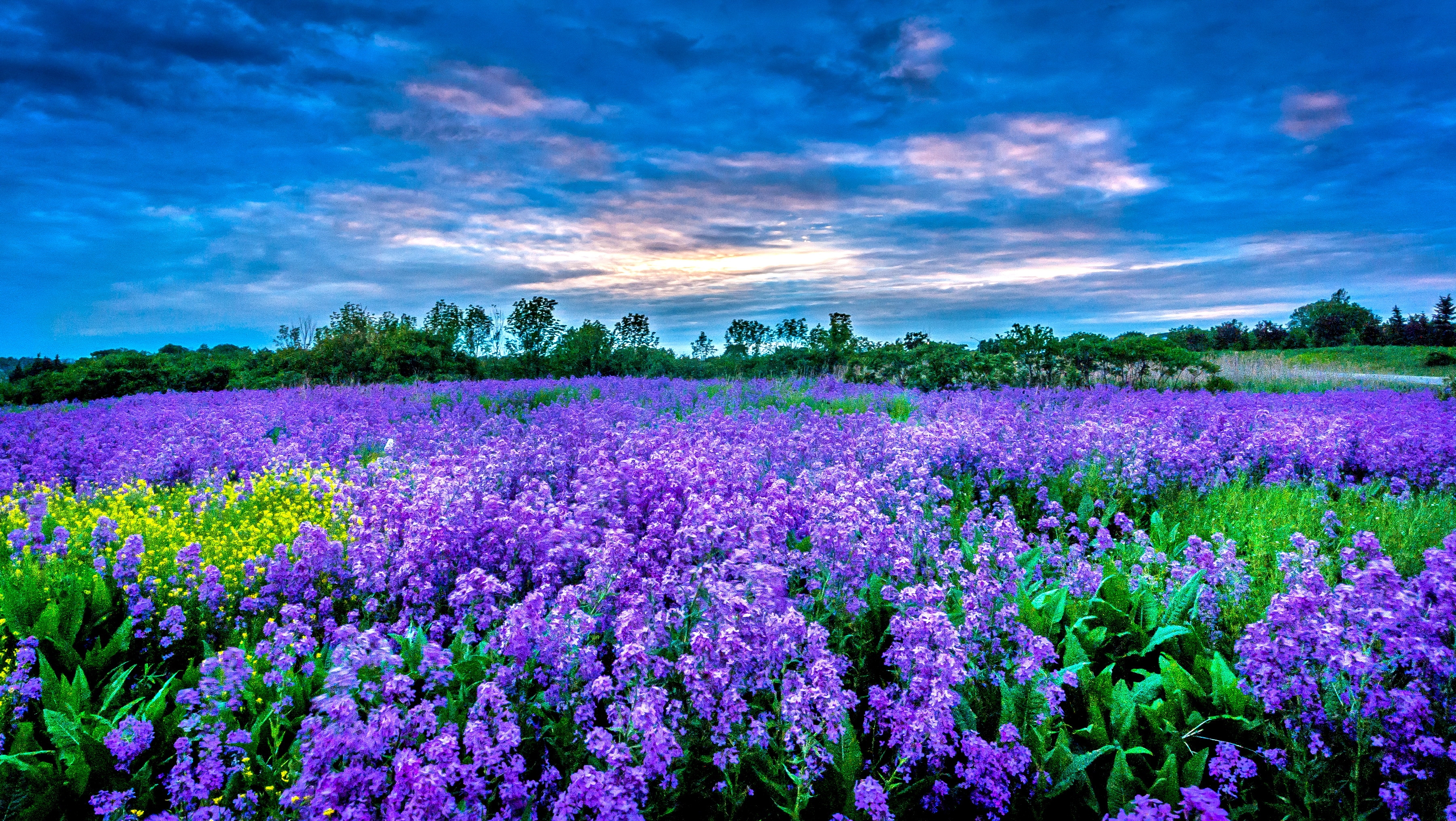 Wallpapers nature sunset lavender on the desktop