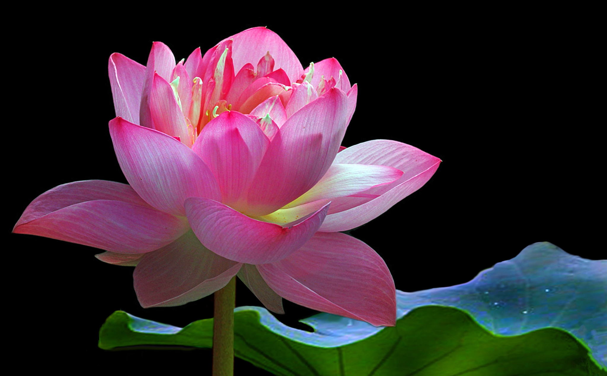 Wallpapers beautiful flowers pond beautiful flower on the desktop