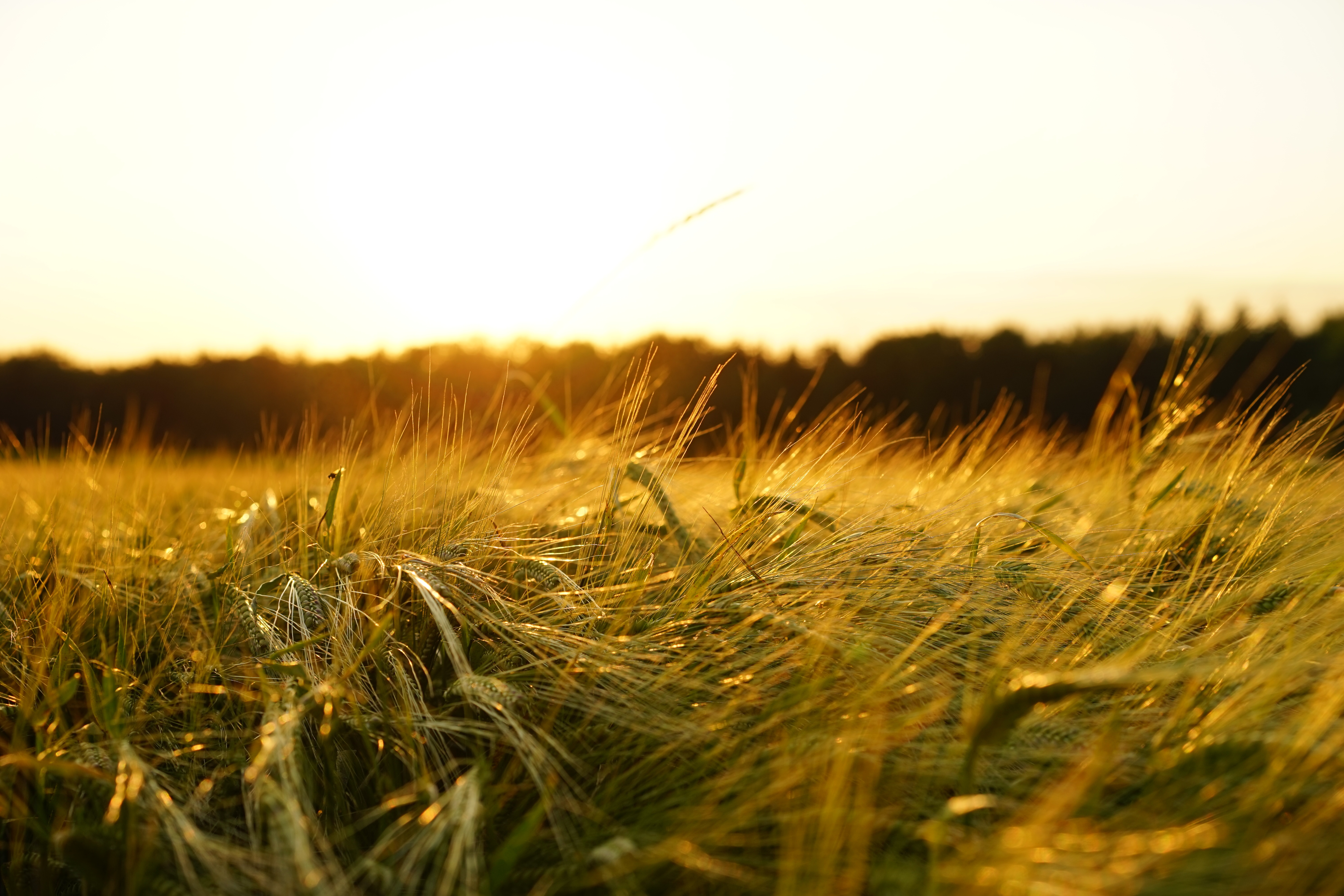 Free photo Sunlight illuminates the green grass