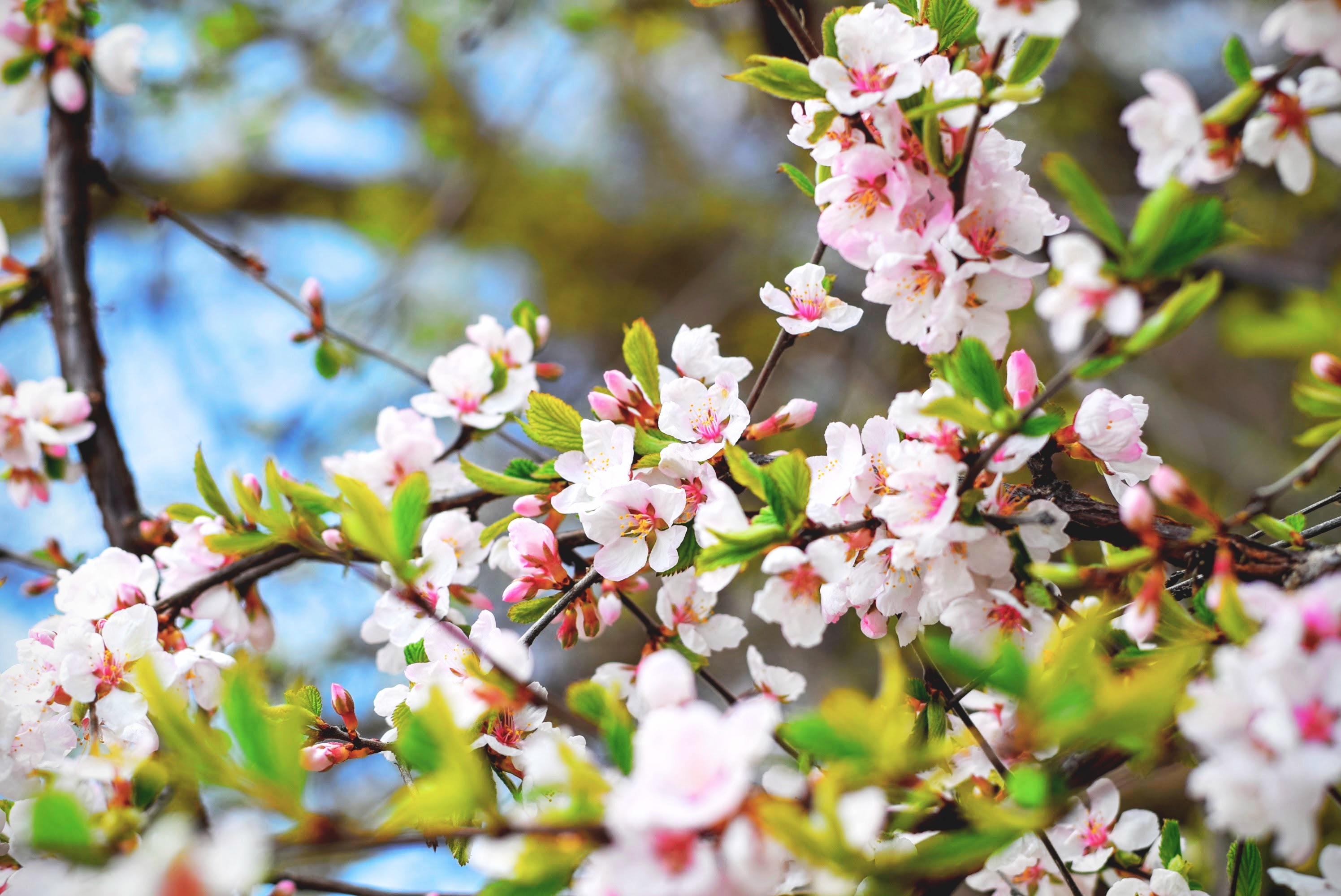 Free photo Pink cherry blossoms