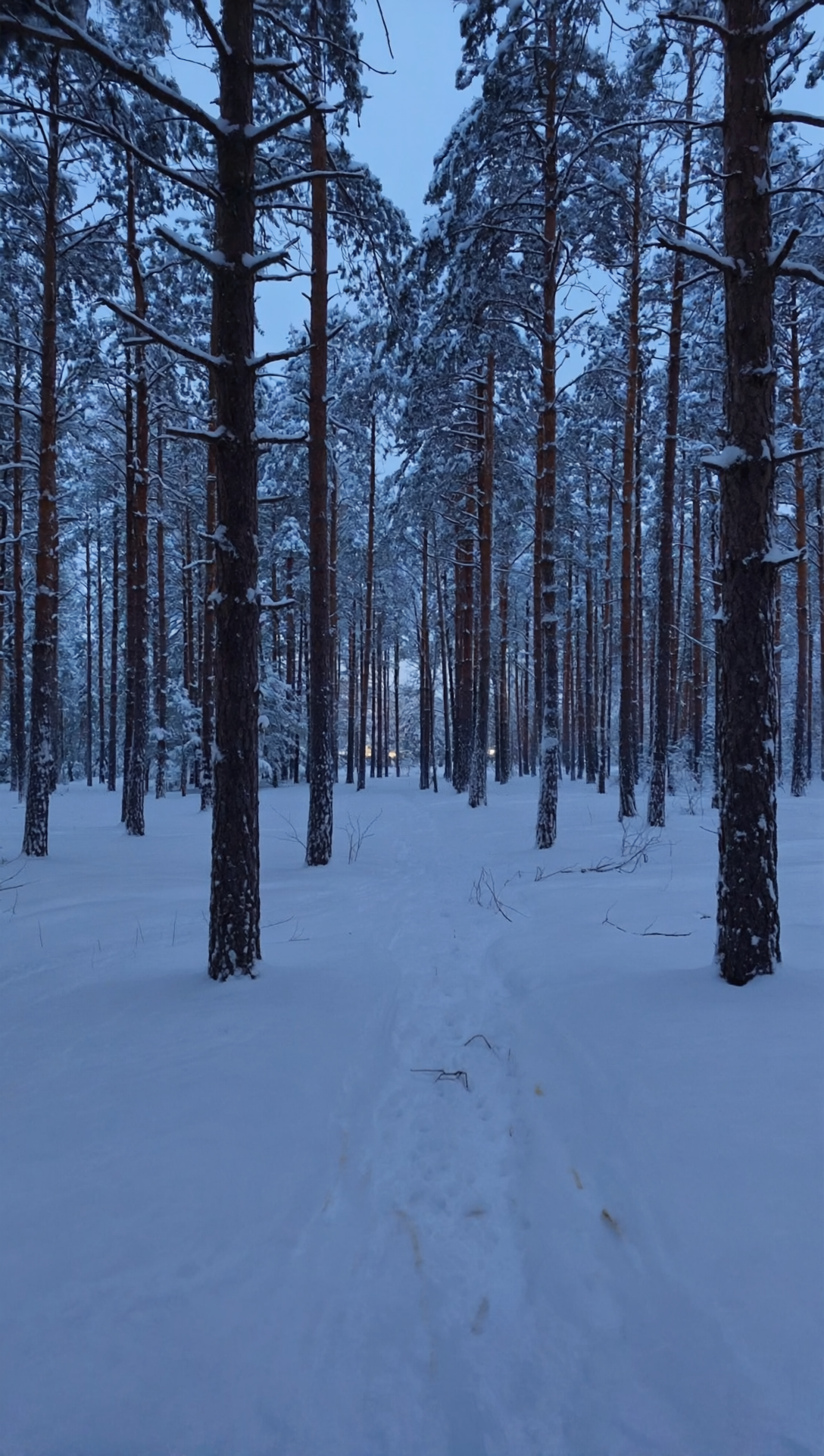 Бесплатное фото Обои на телефон, пейзаж лес зимой, пасмурно