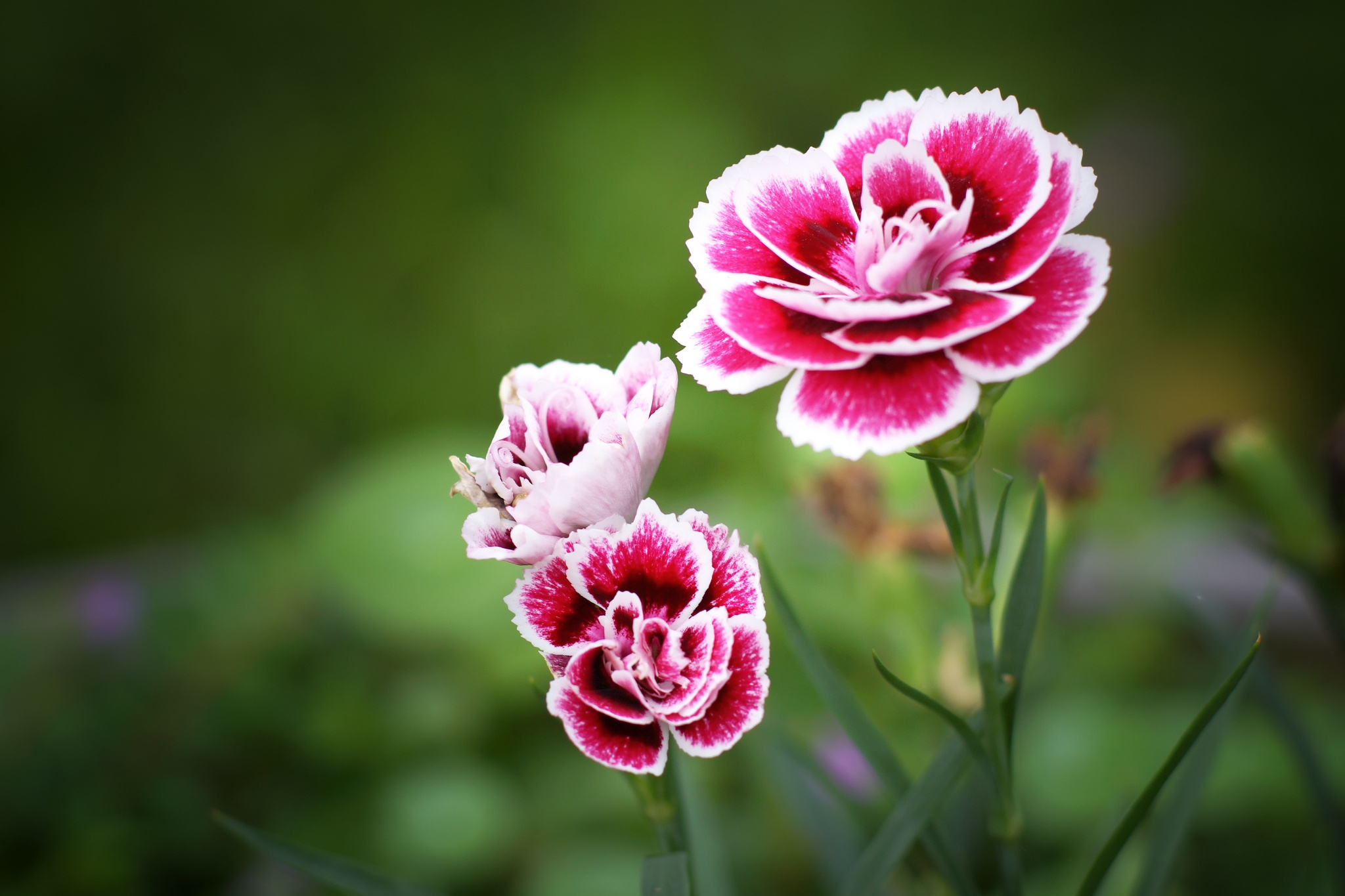 Free photo Beautiful pink flowers