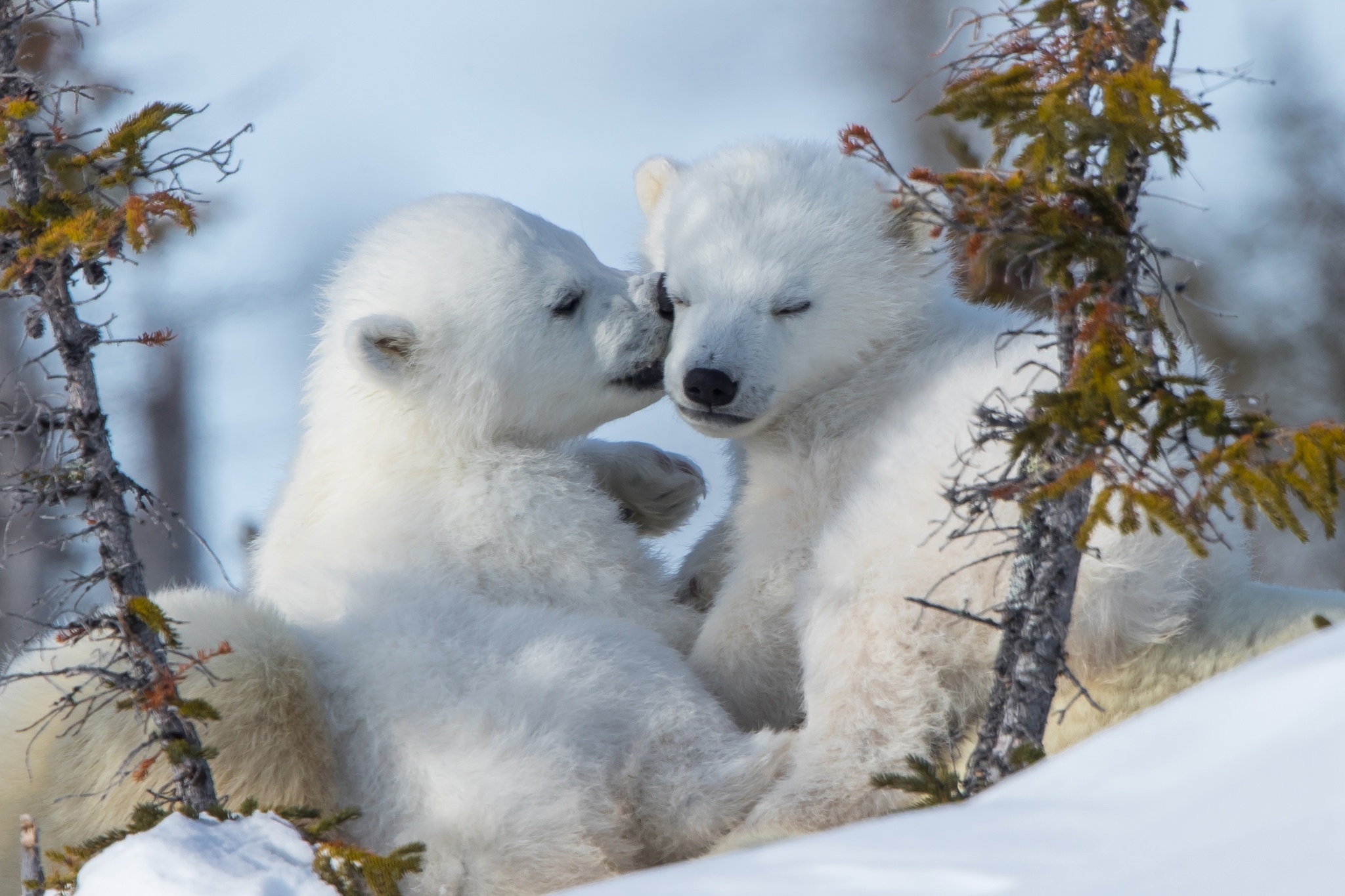 Little white bears playing in the snow