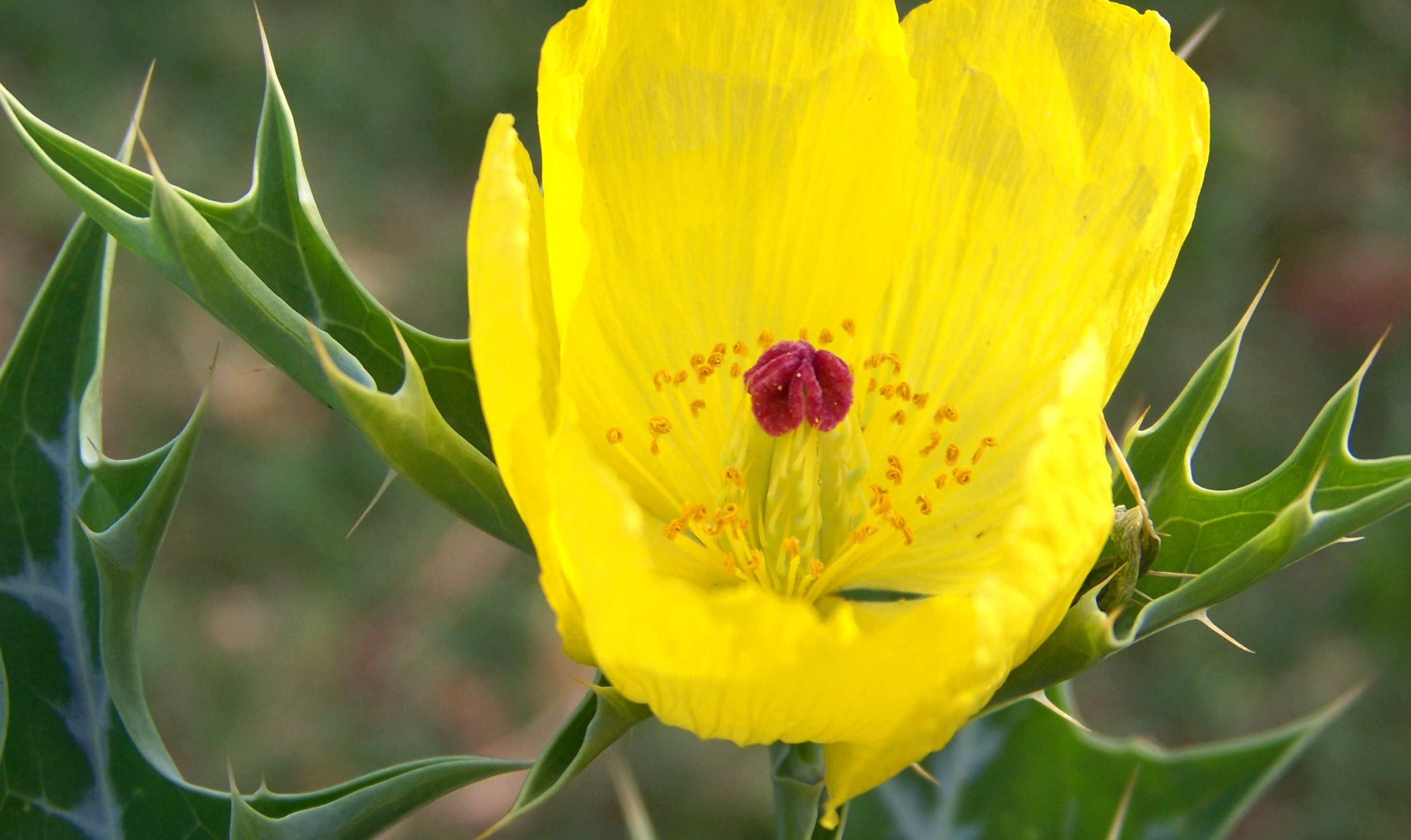 Free photo An unusual yellow flower