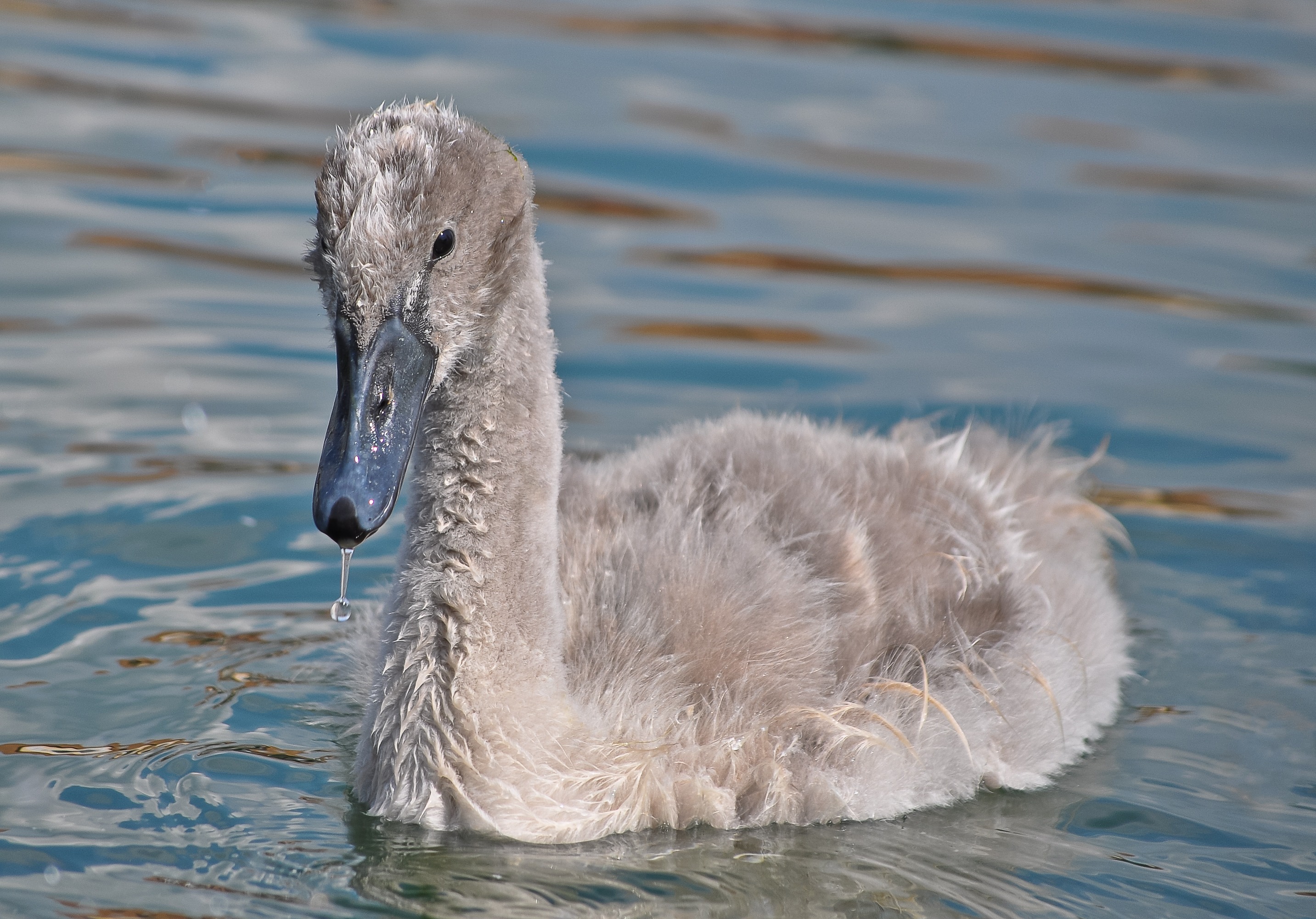 Wallpapers water bird lake on the desktop