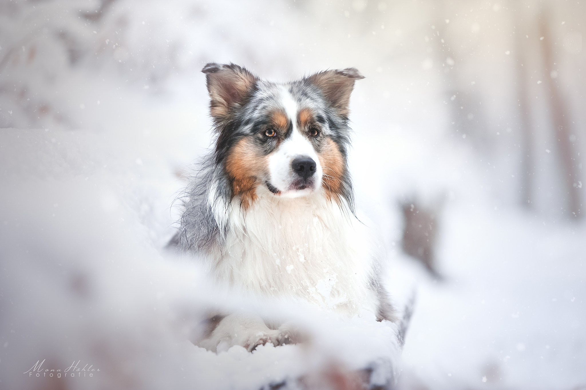 Wallpapers winter shooting dog on the desktop