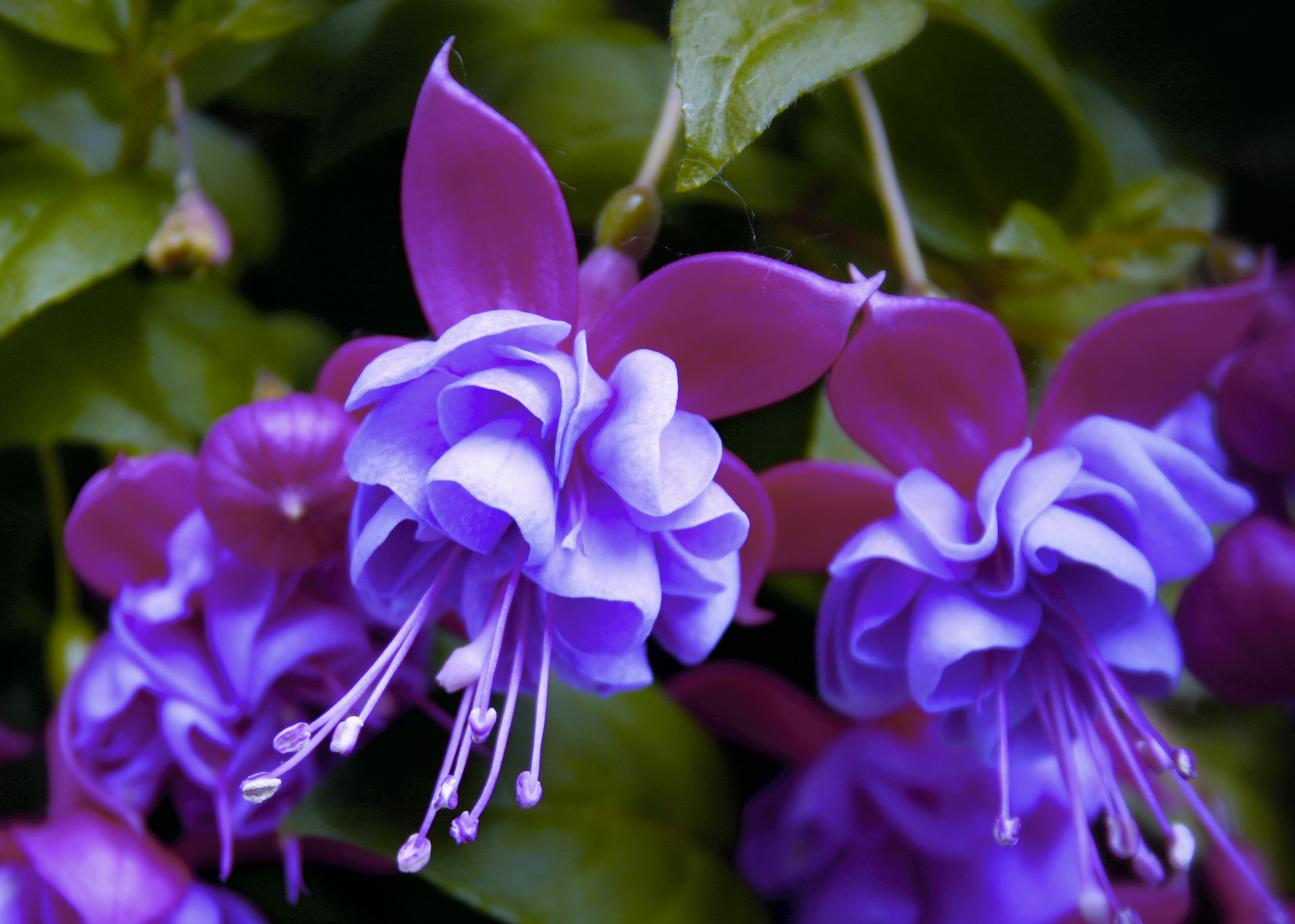 Wallpapers graceful elegant Fuchsia gracilis on the desktop