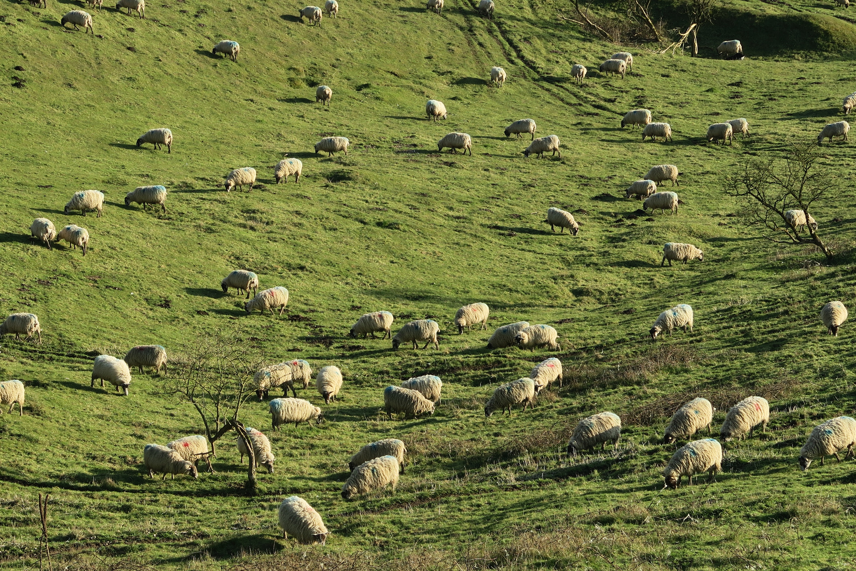 免费照片小羊在草地上吃草