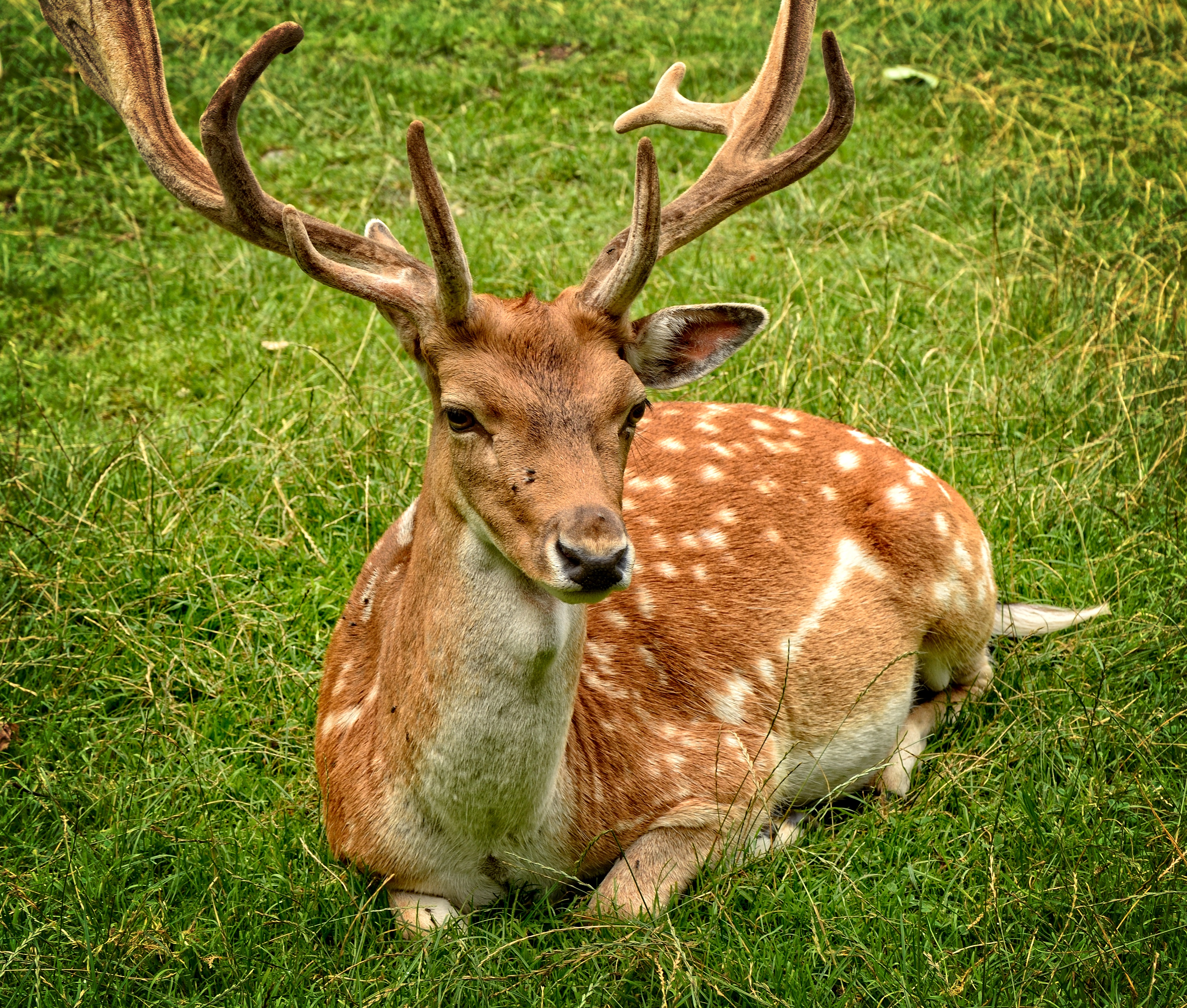 一只白尾鹿躺在绿草地上