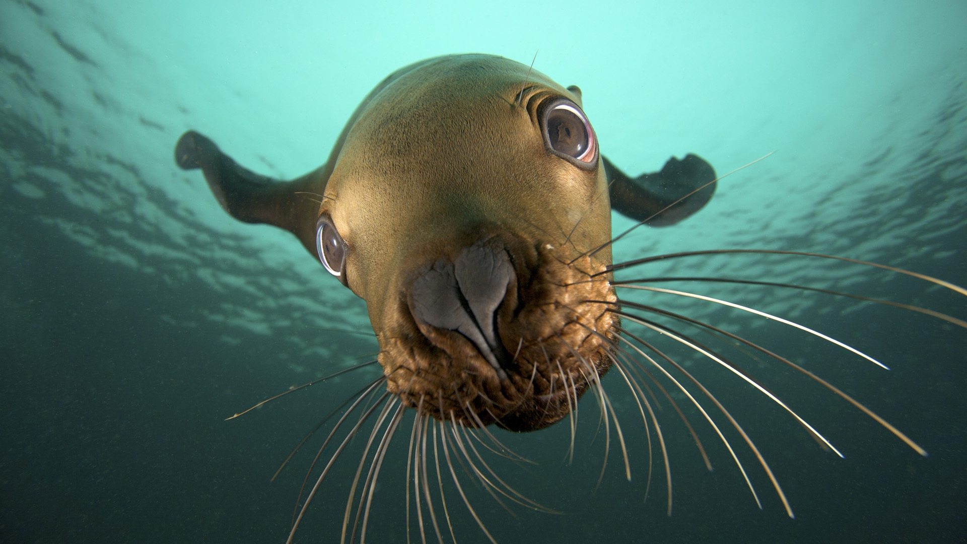 Wallpapers seal eyes harbor seal on the desktop