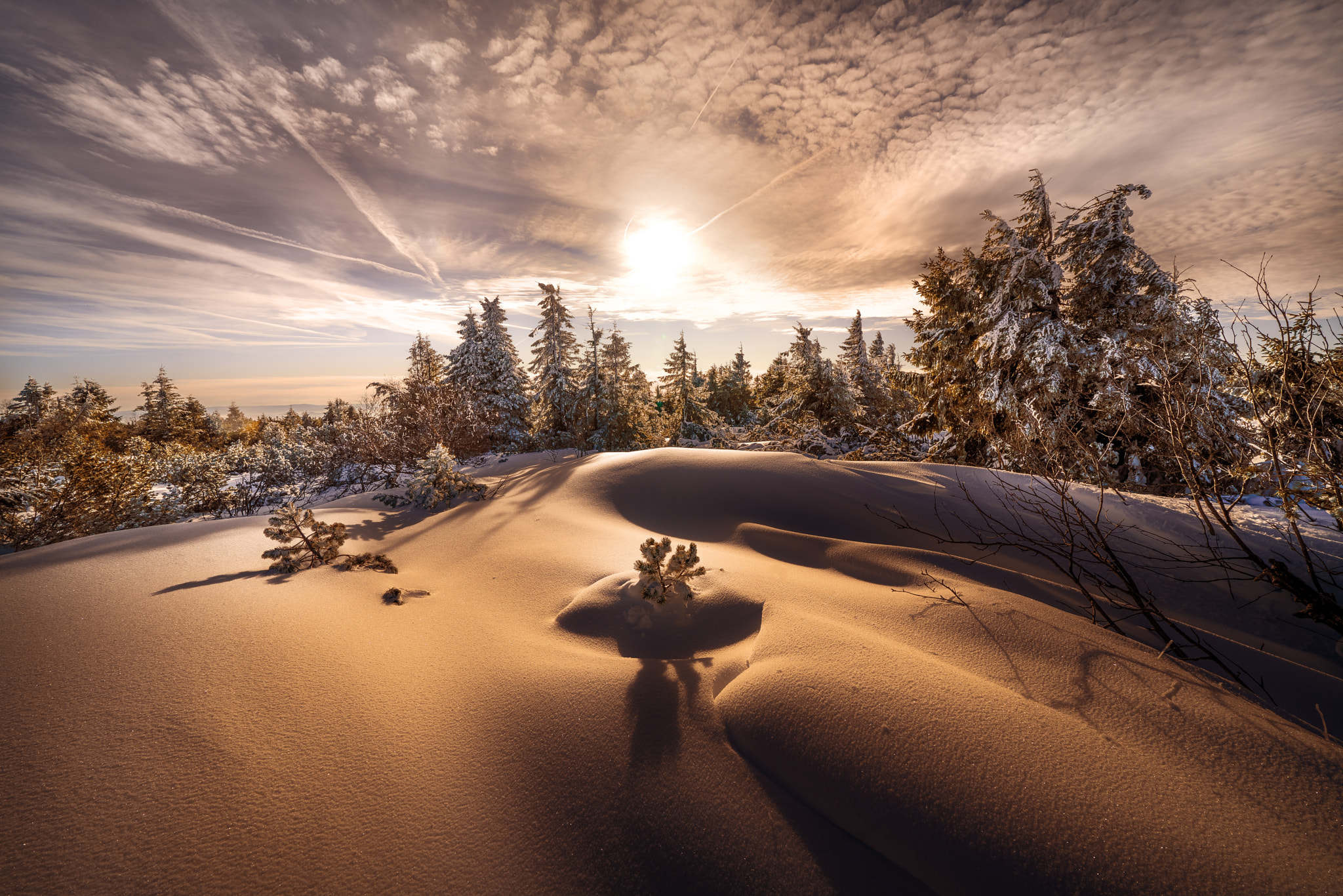 Wallpapers snow spruce trees on the desktop