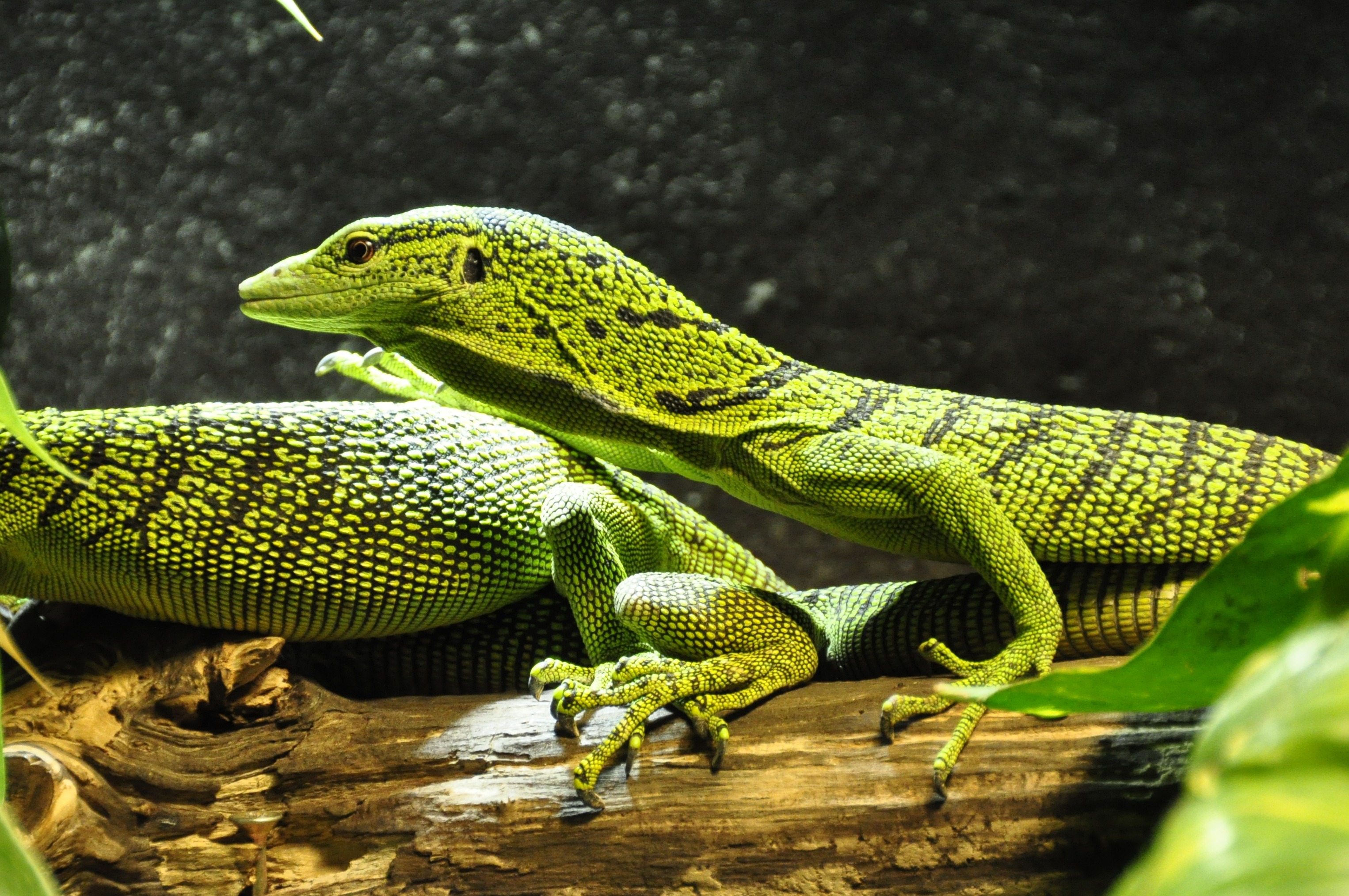 Free photo Green chameleon close-up