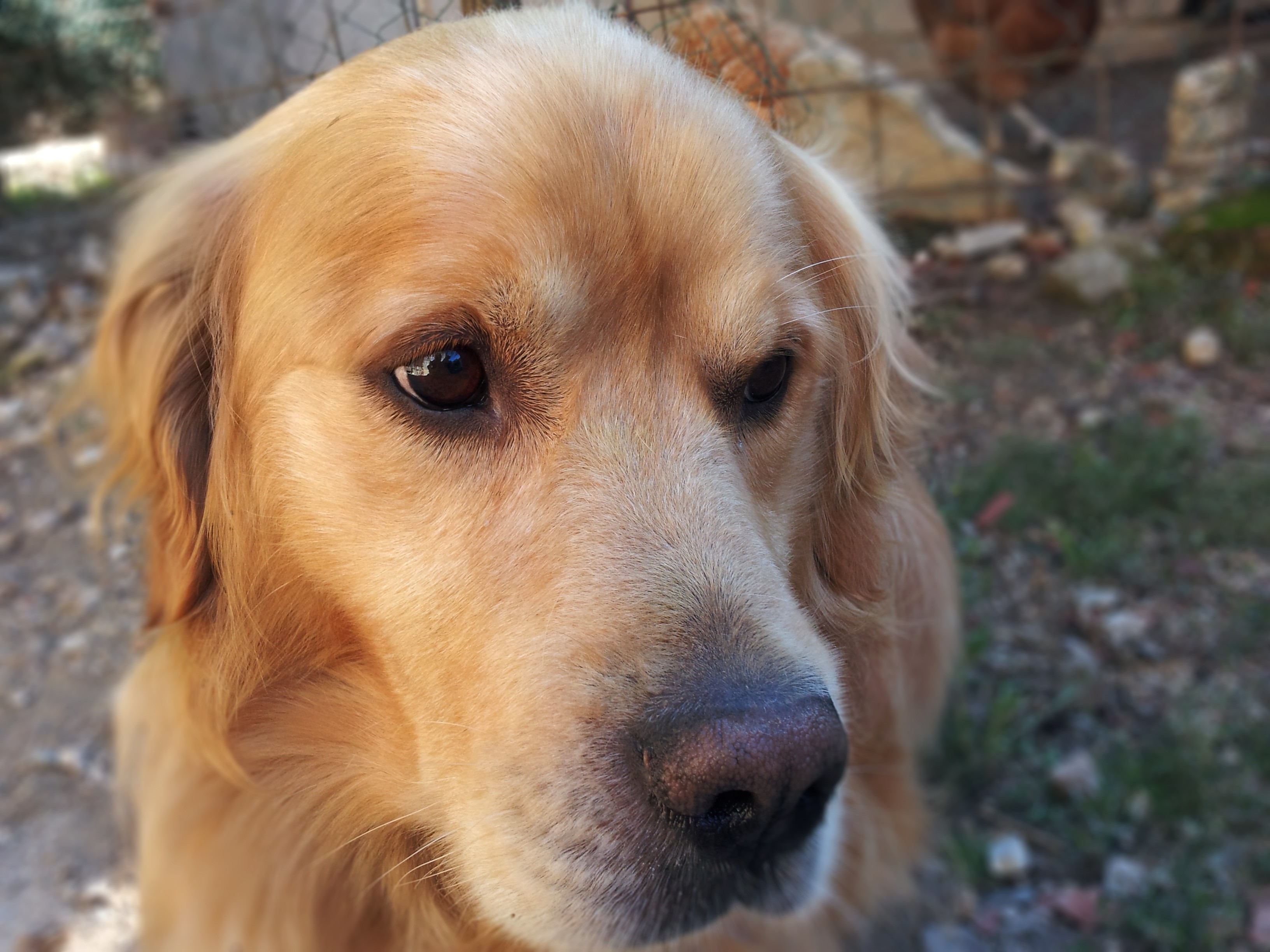 Портрет золотистого ретривера