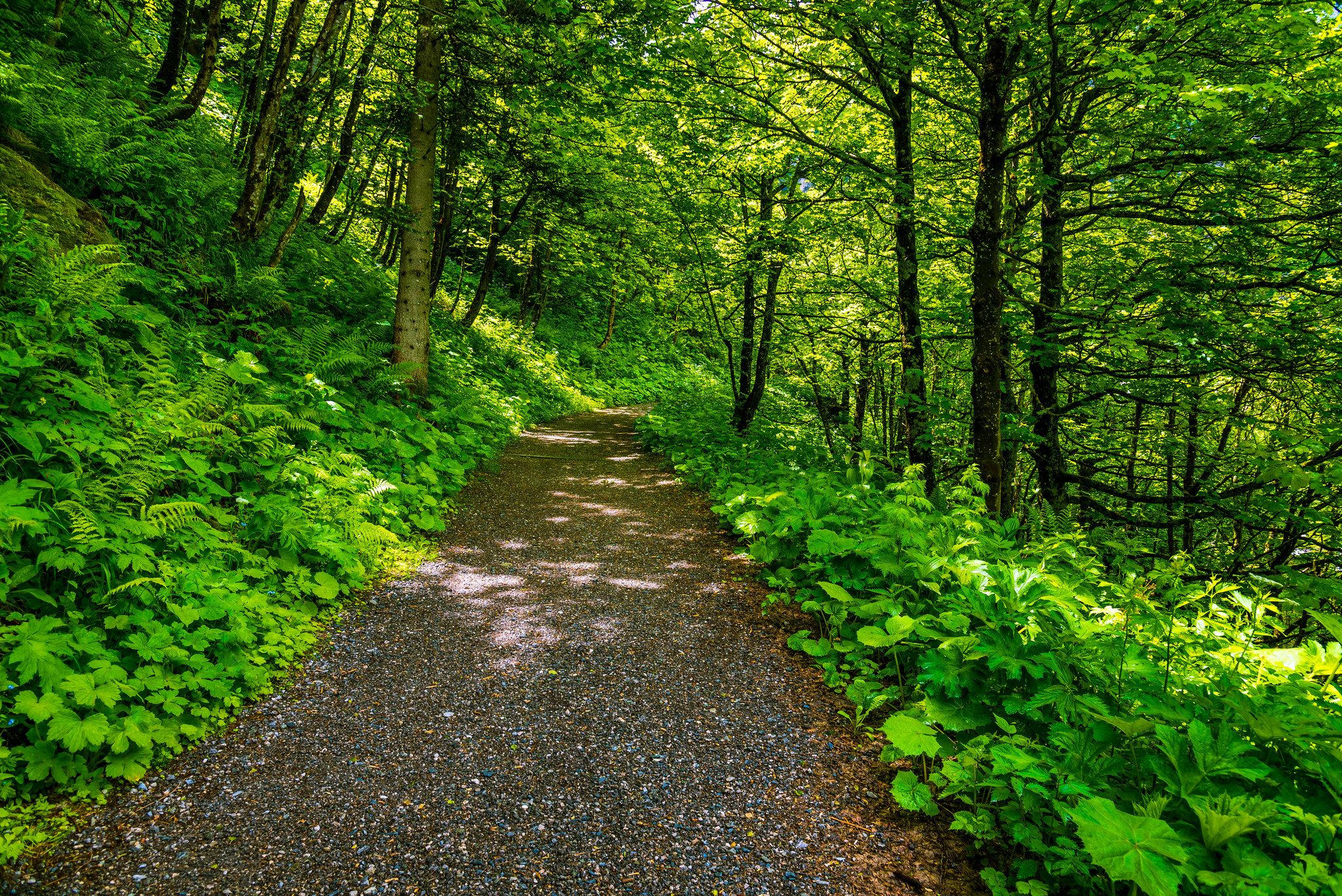 Wallpapers road trees Austria Bad Gastein on the desktop