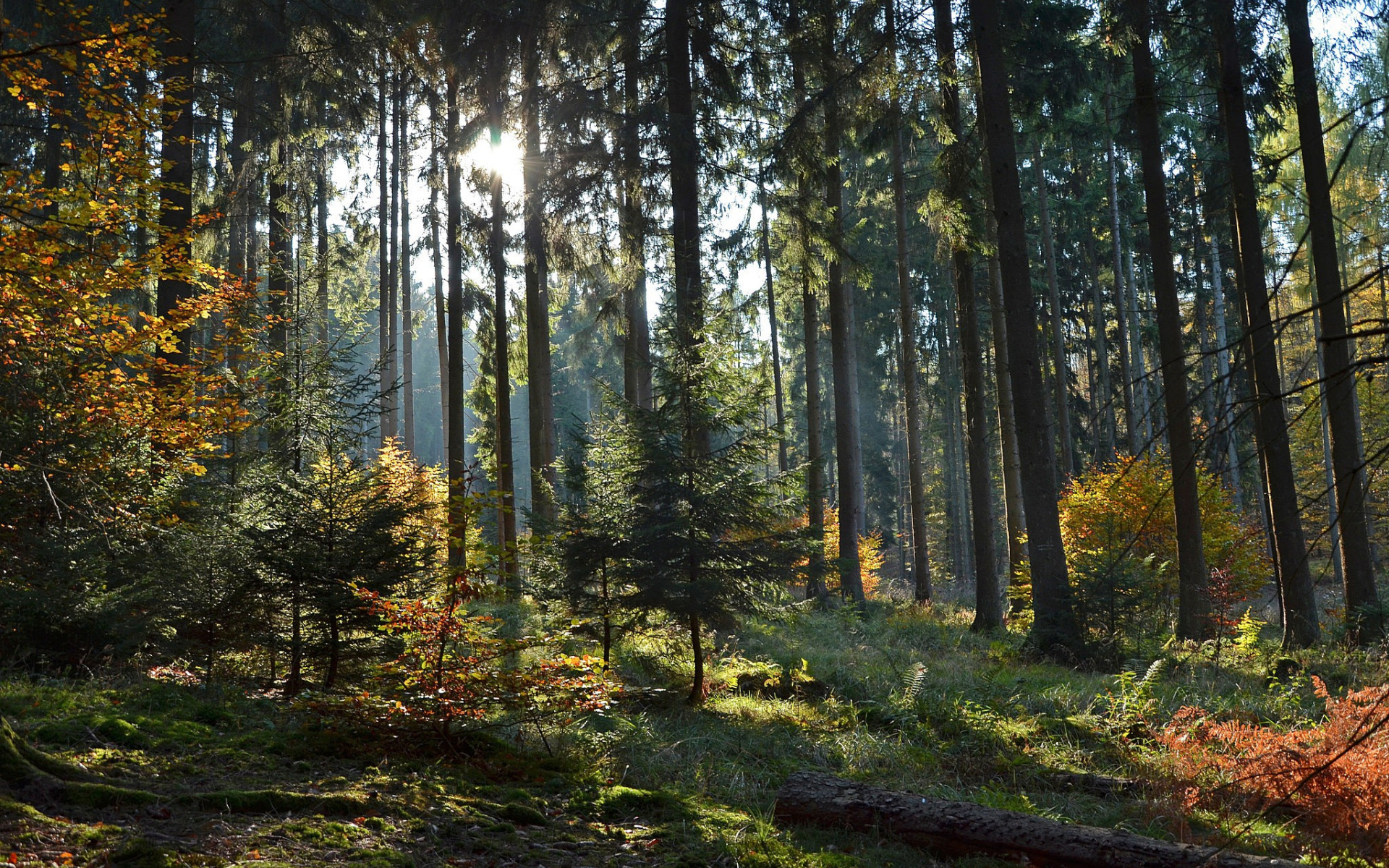 The beauty of the forest