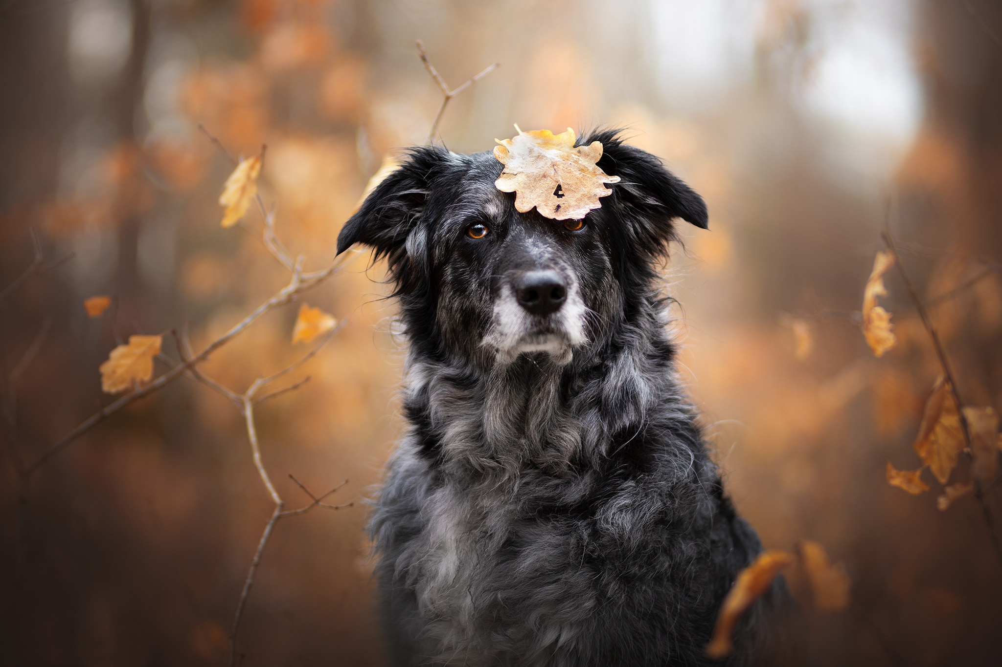 一条狗和一片秋叶
