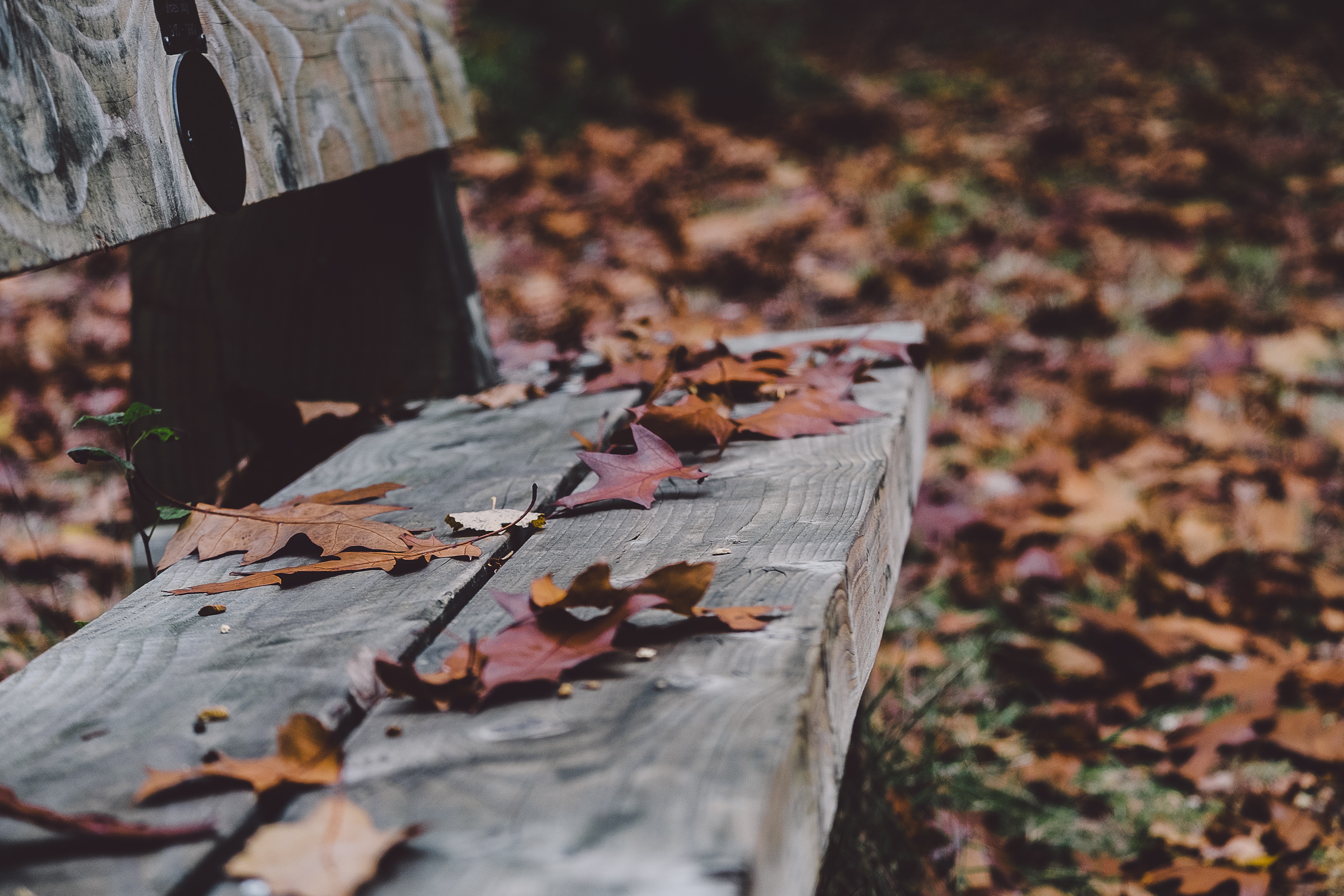 Free photo A picture of dry fallen leaves on a bench