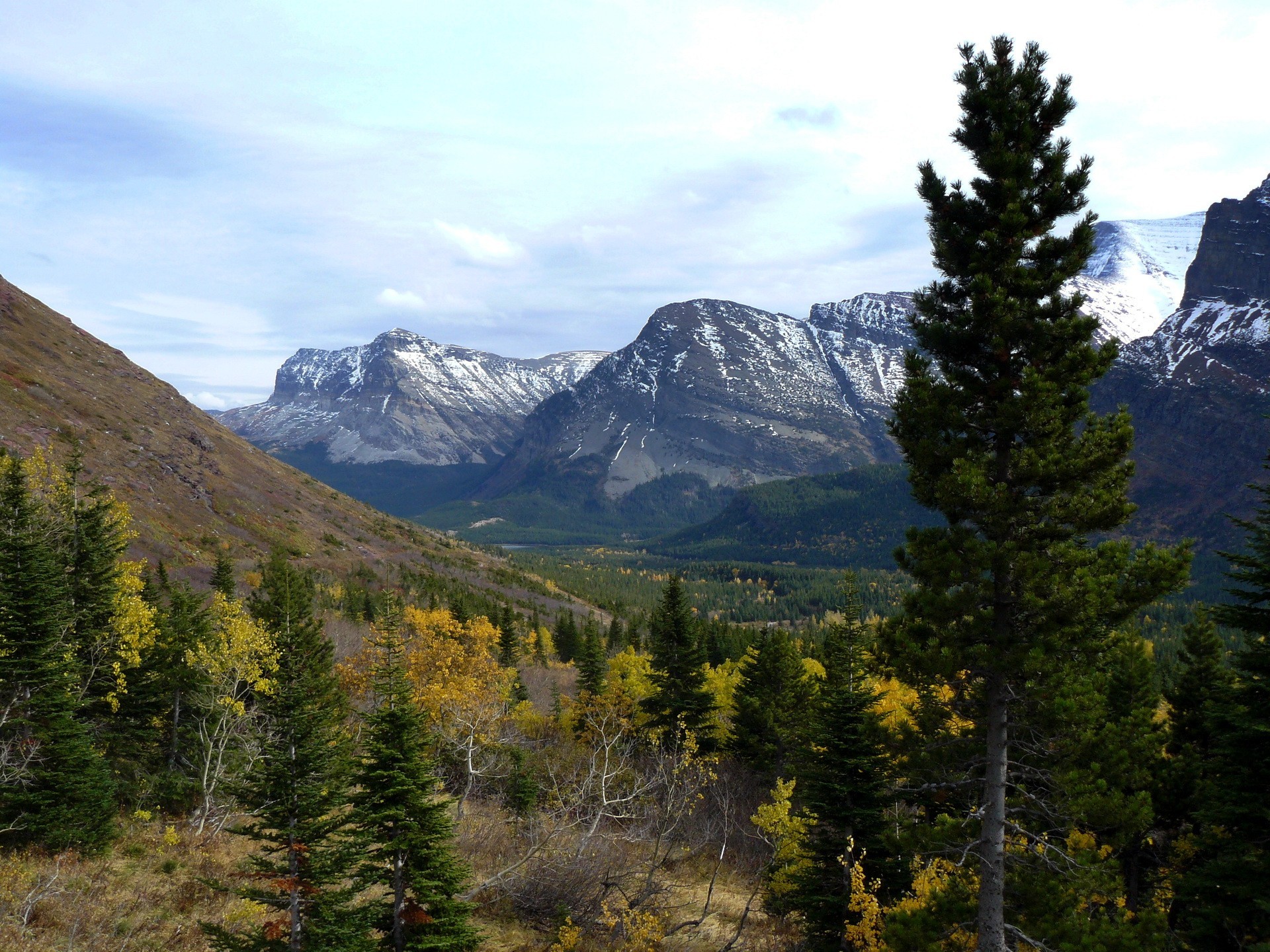 Free photo The forest at the foot of the mountains