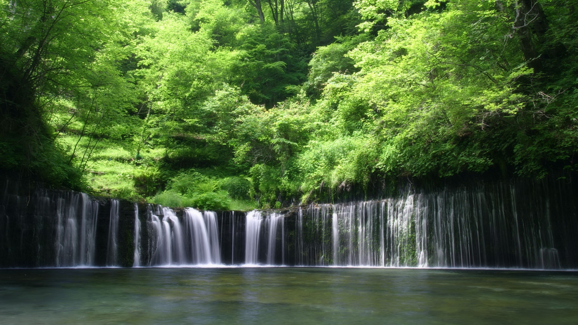 桌面上的壁纸树木 景观 森林