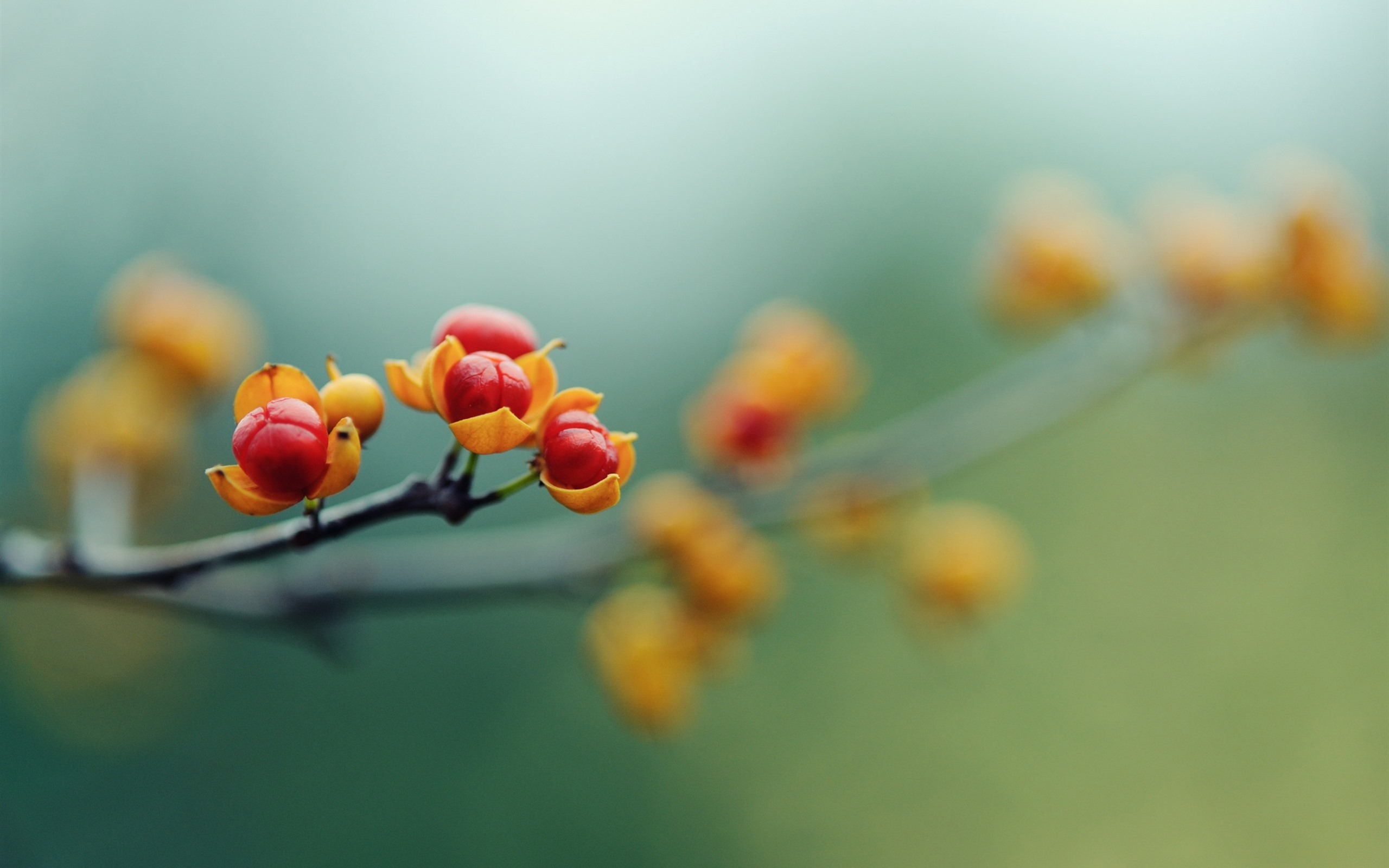 Wallpapers berries macro wallpaper buds on the desktop