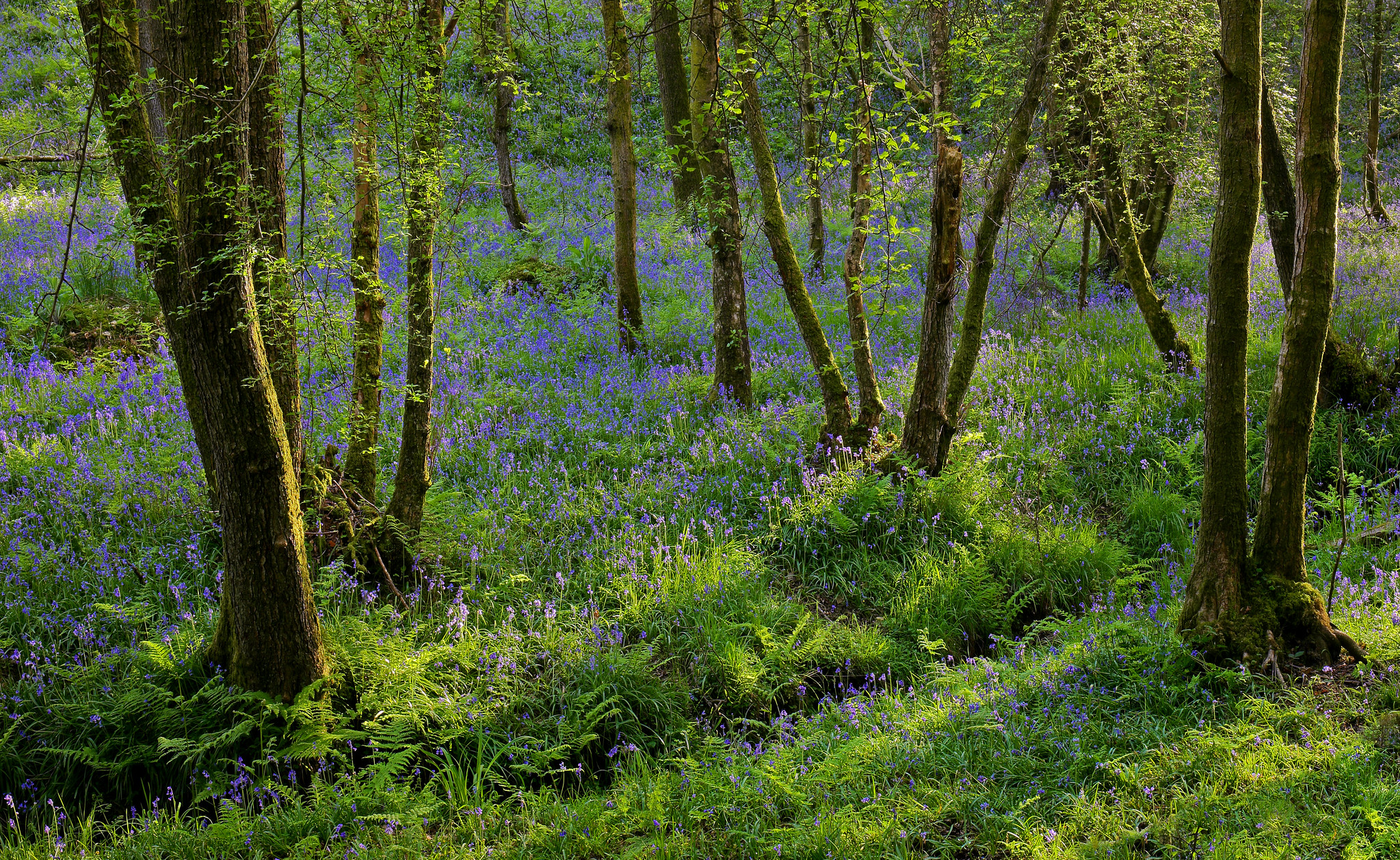 Wallpapers summer landscape flowers on the desktop