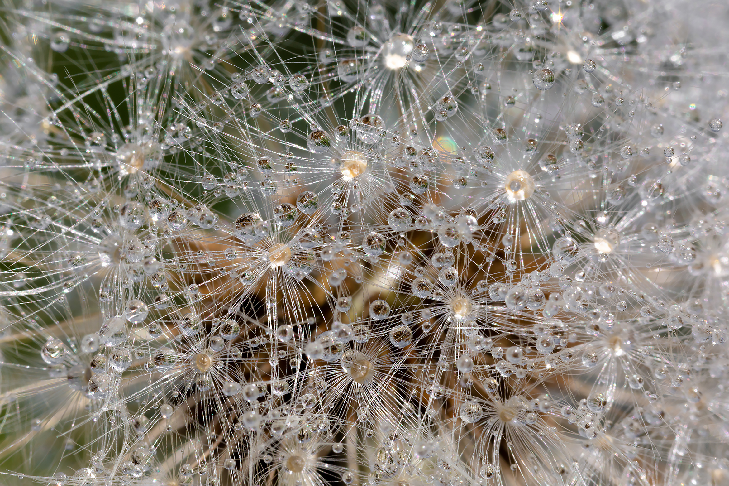 Free photo Waterdrops on dandelion