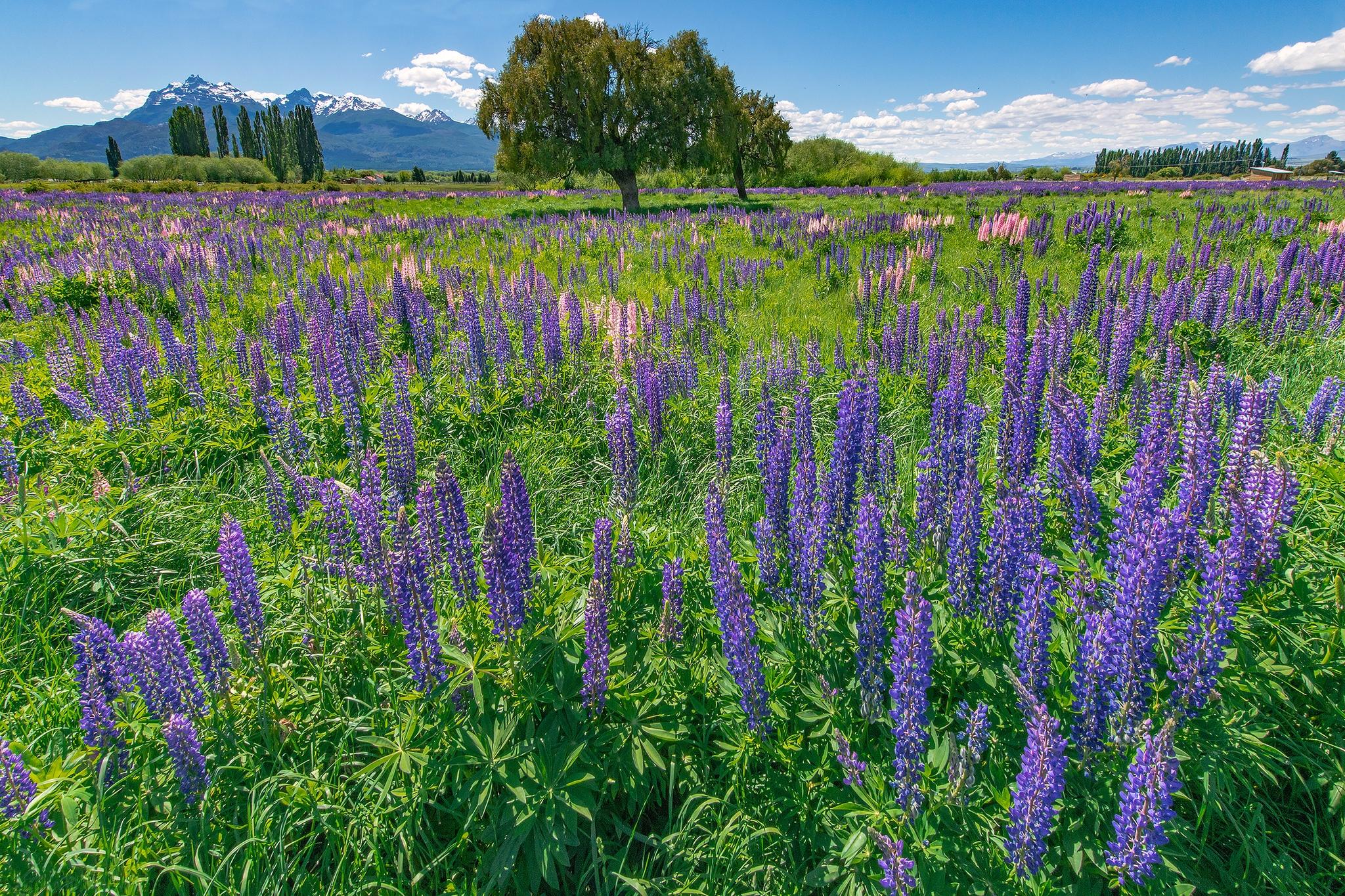 Wallpapers mountains lupine trees on the desktop