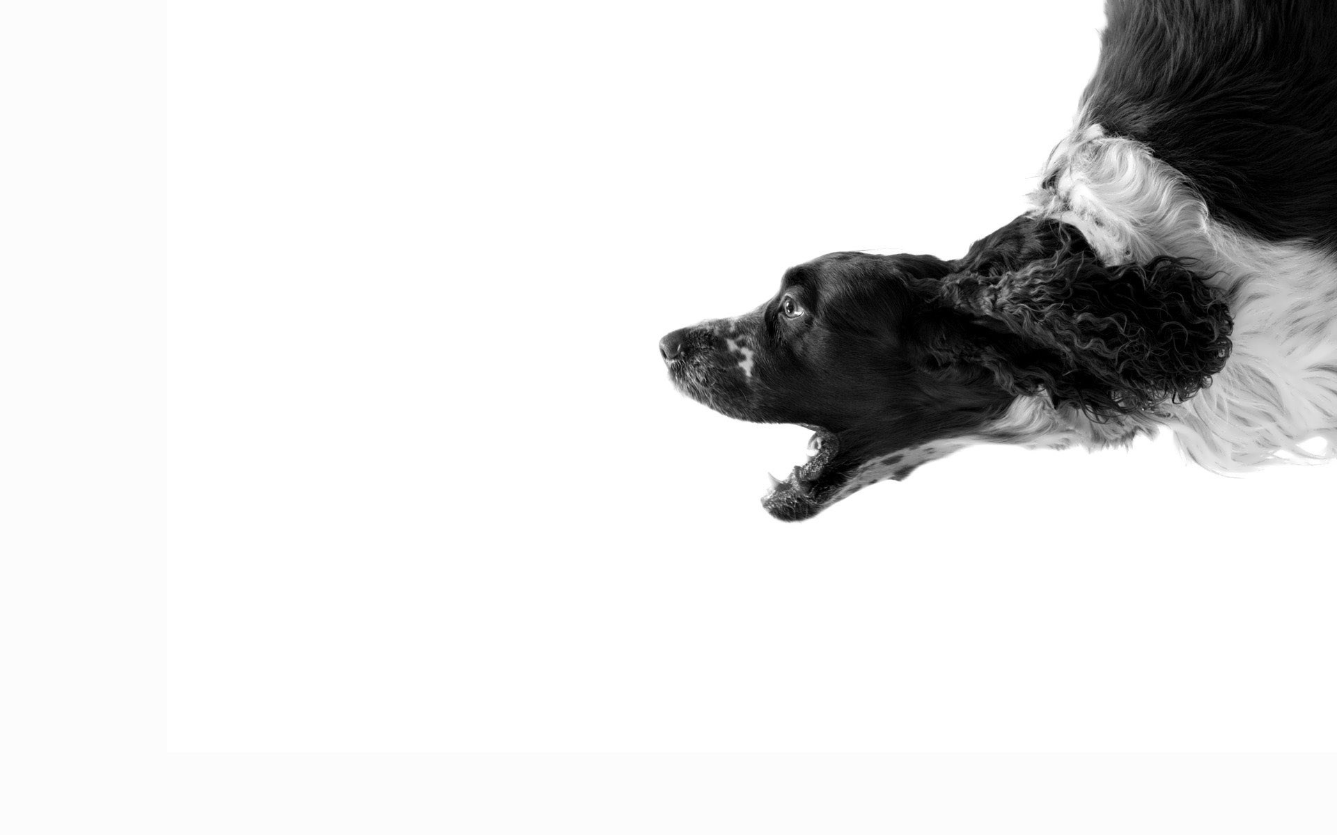 Wallpapers spaniel muzzle mouth on the desktop