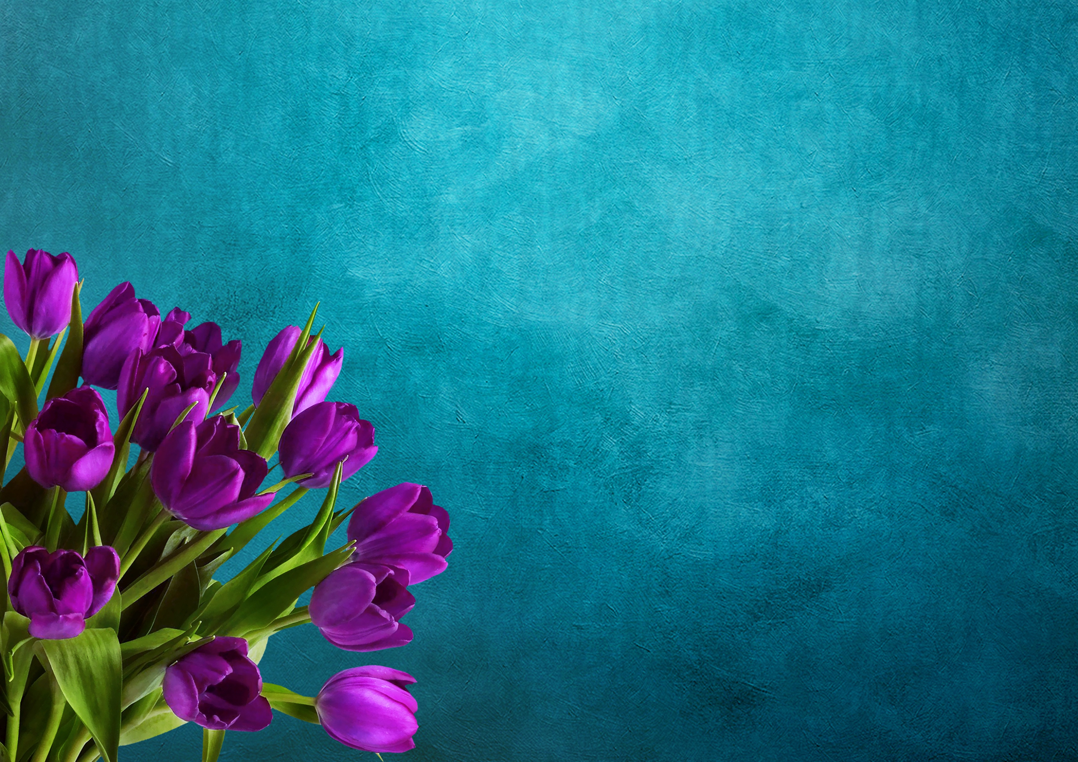 桌面上的壁纸花束 蓝色背景 郁金香