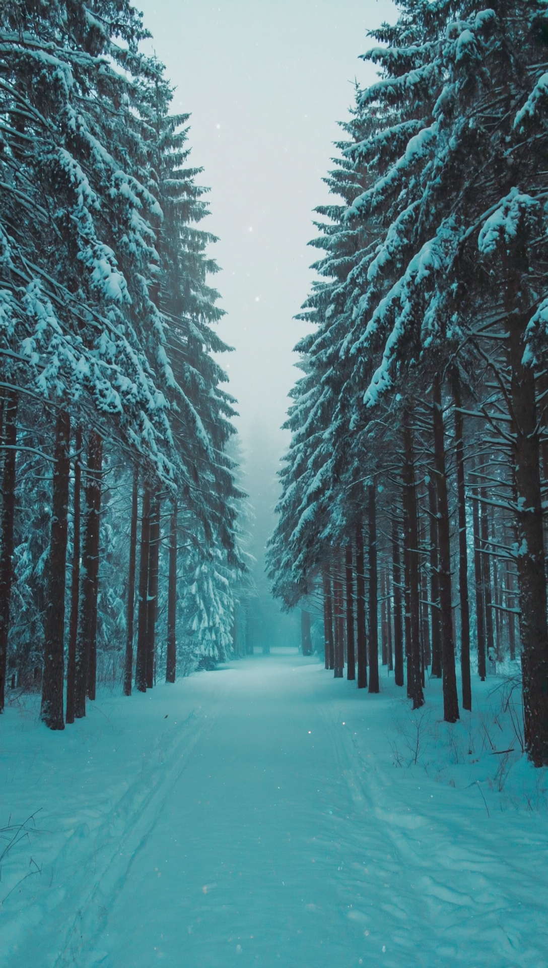 Бесплатное фото Обои на телефон, пейзаж лес зимой, рассвет, улица из деревьев
