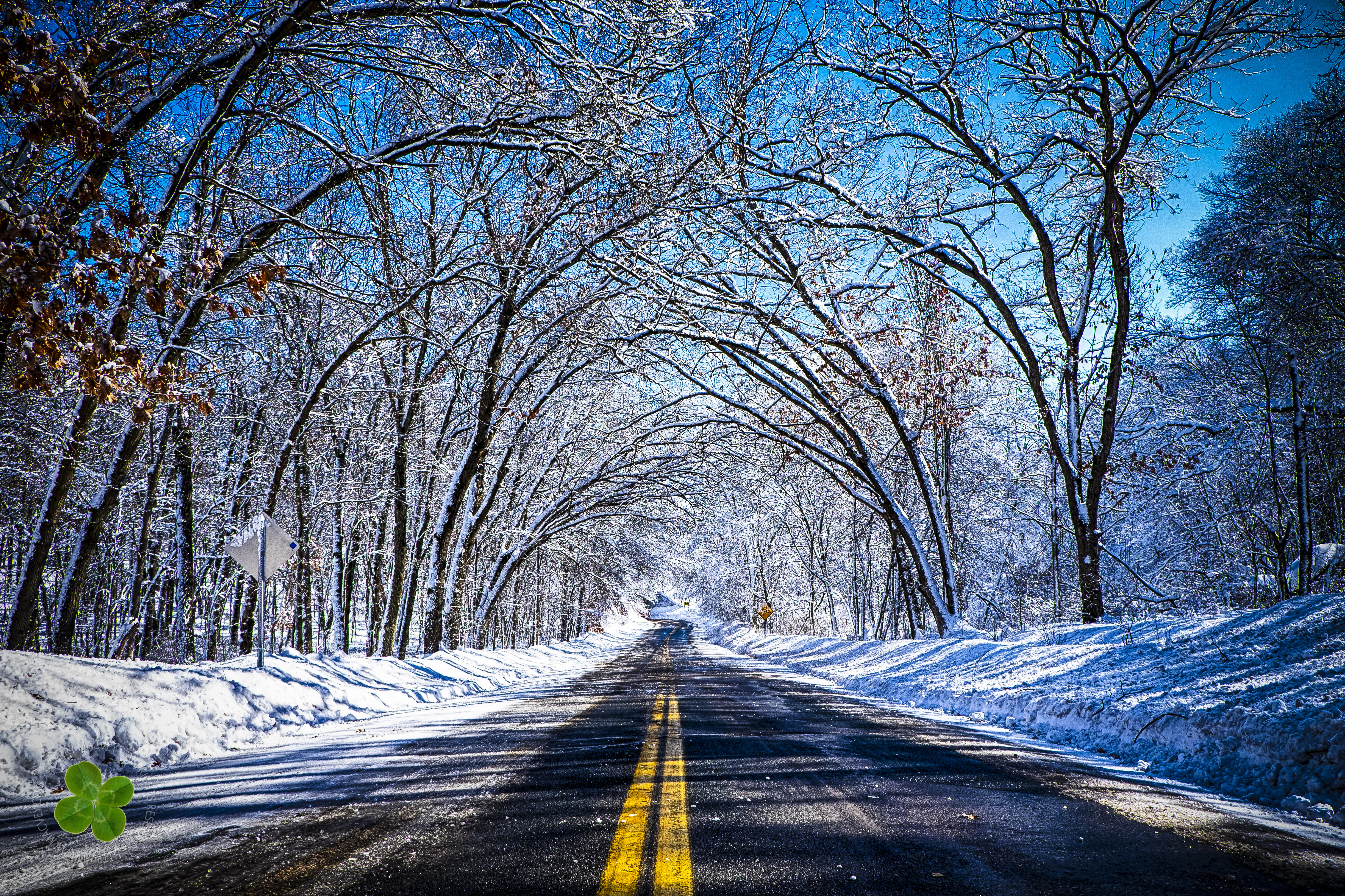 免费照片树枝下的冬季道路