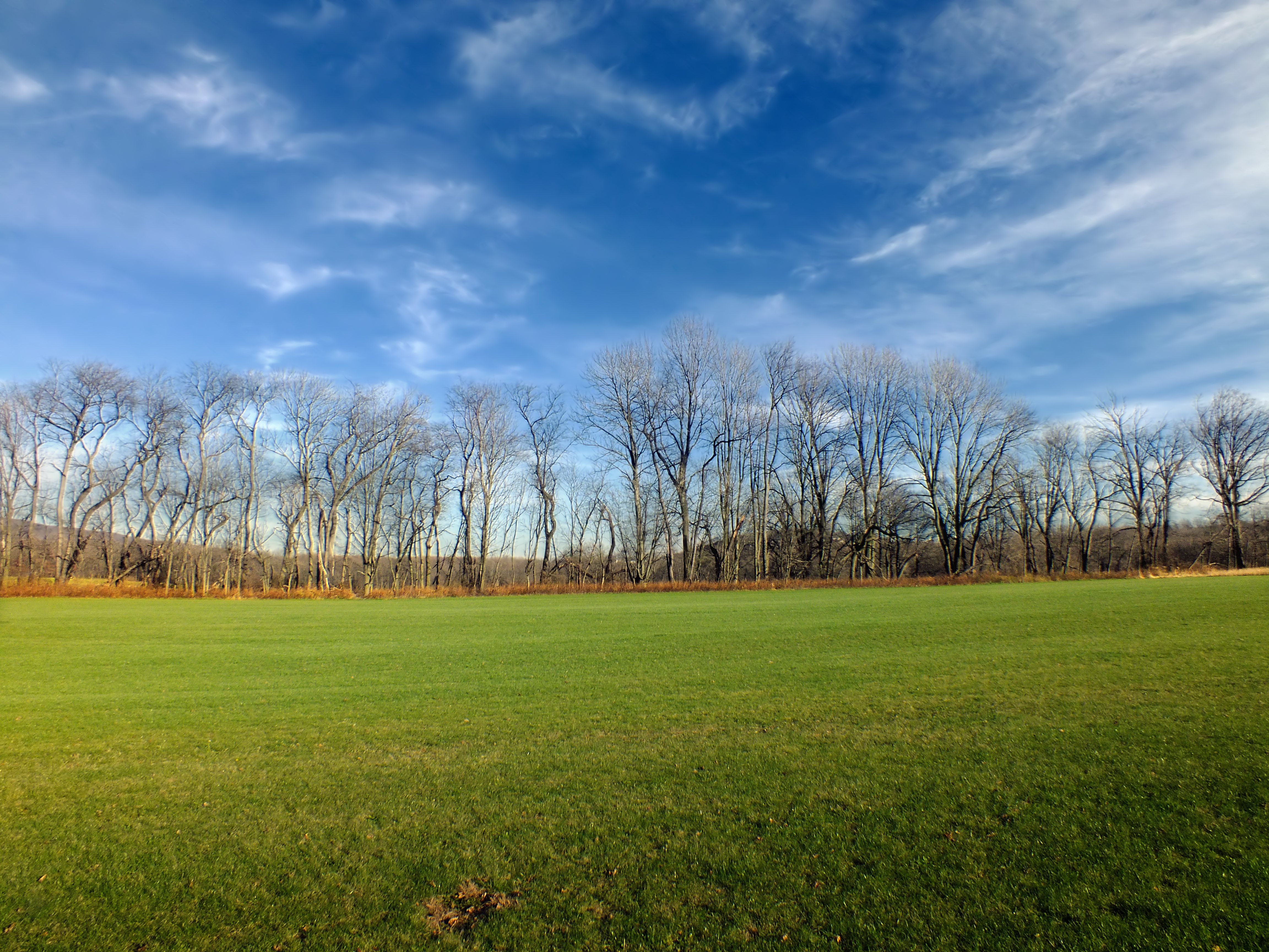 Free photo The green grass by the fall woods