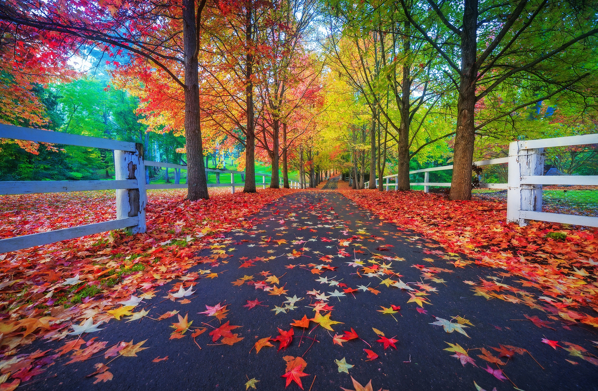 Wallpapers nature foliage road on the desktop