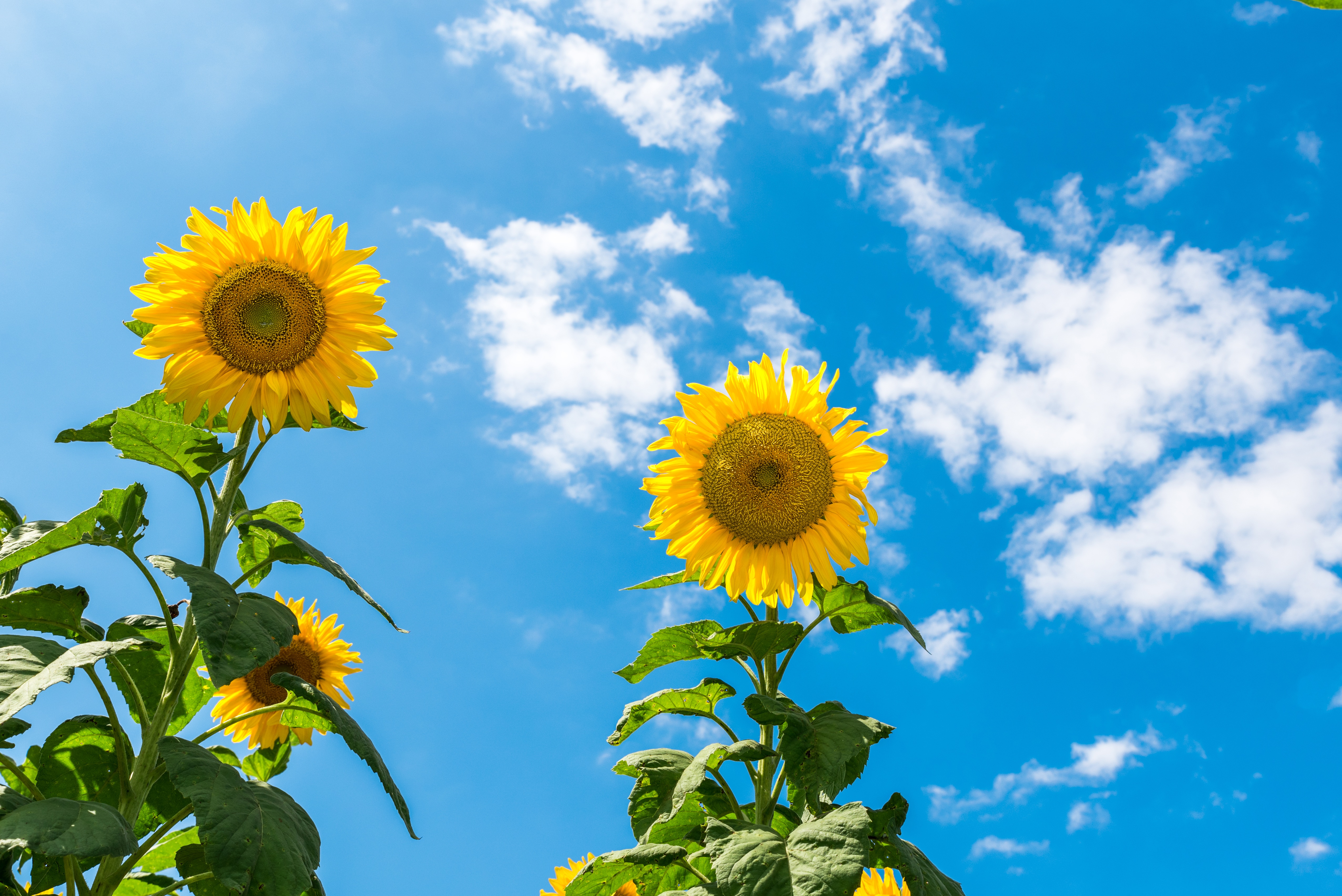 Wallpapers sky sunflowers sunflower on the desktop