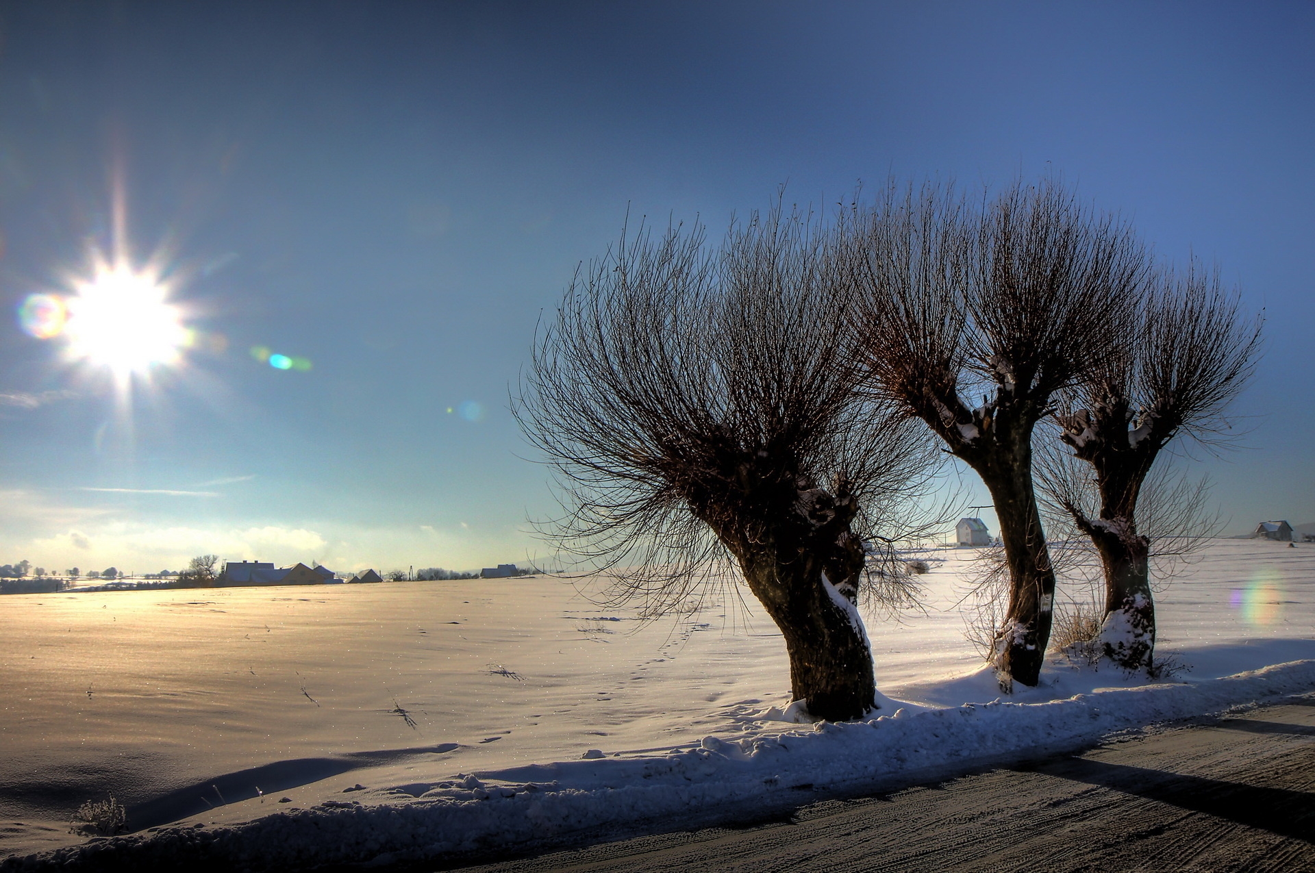 Бесплатное фото Зимние поллардированные ивы